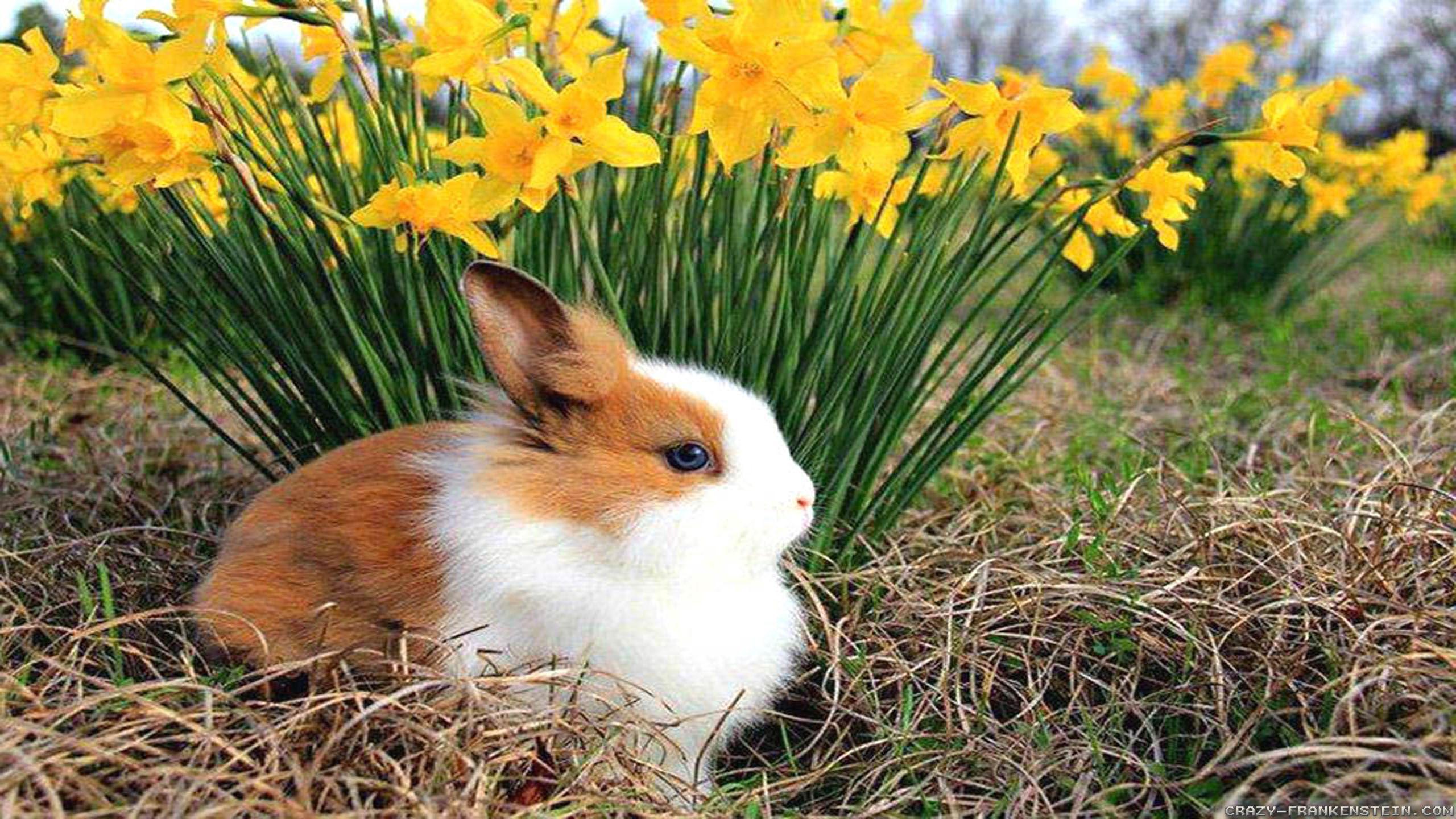 Cute Spring AnimalsWallpapers
