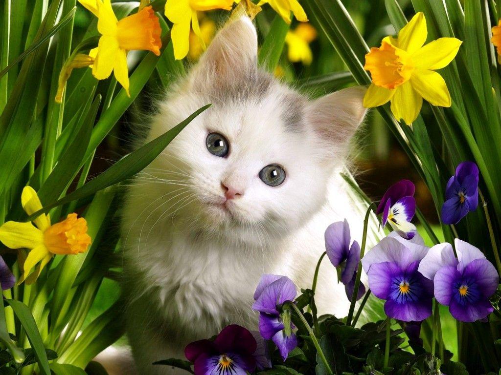 Cute Spring AnimalsWallpapers