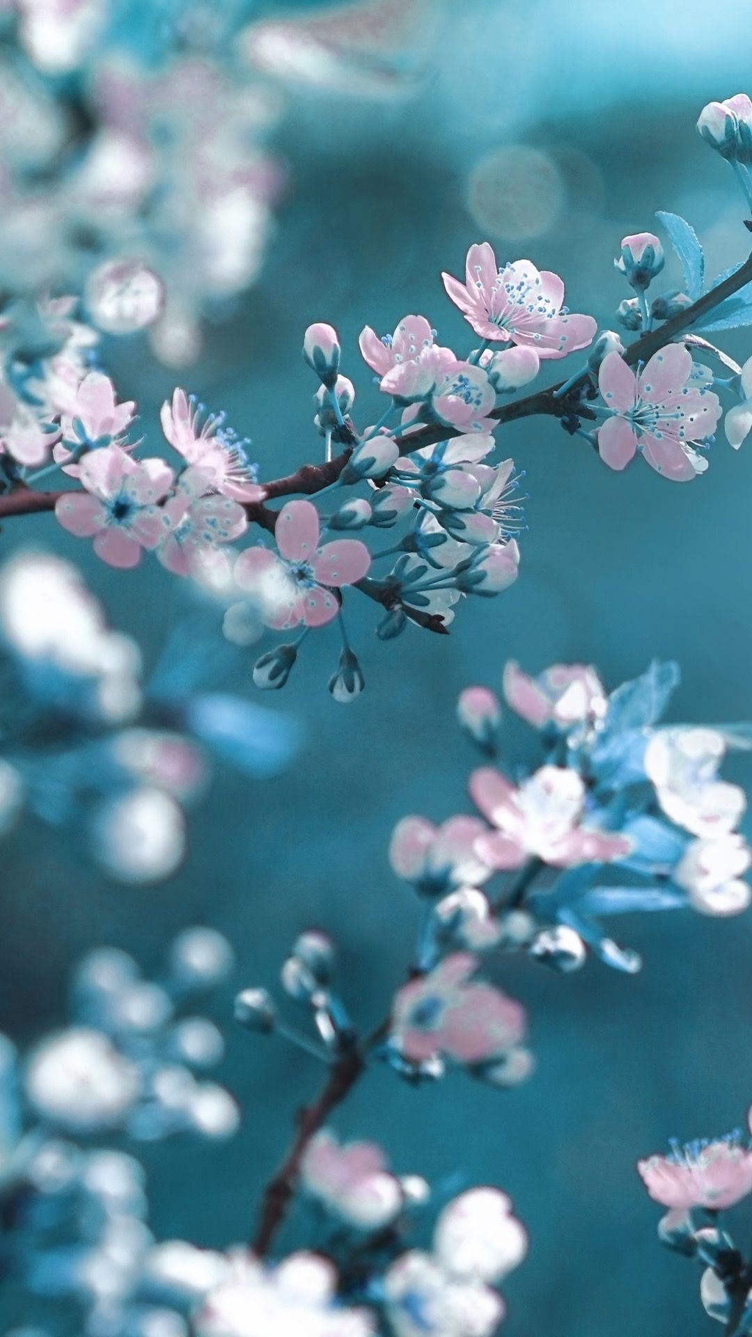 Cute Spring Phone Wallpapers