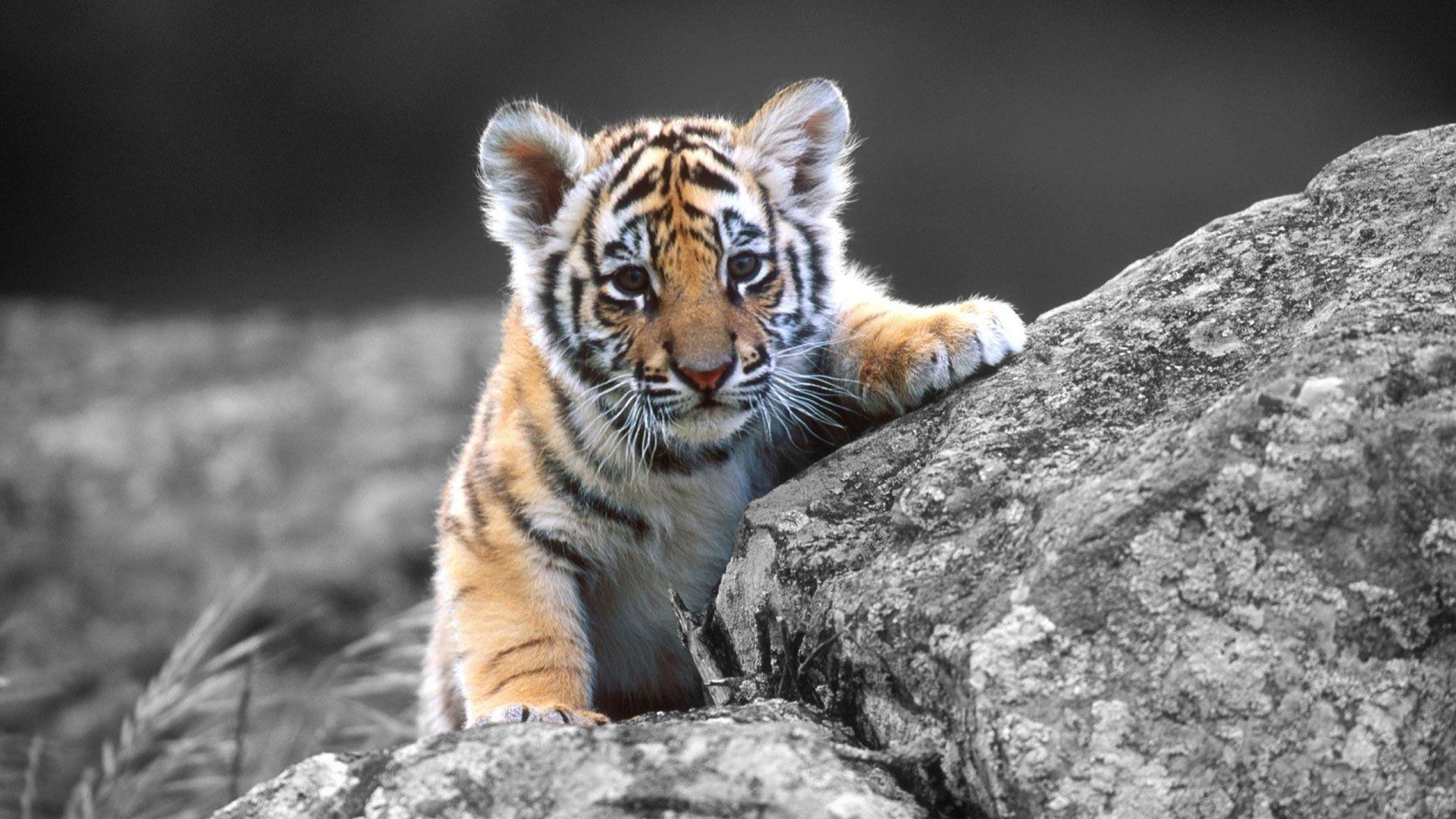 Cute Tiger Wallpapers