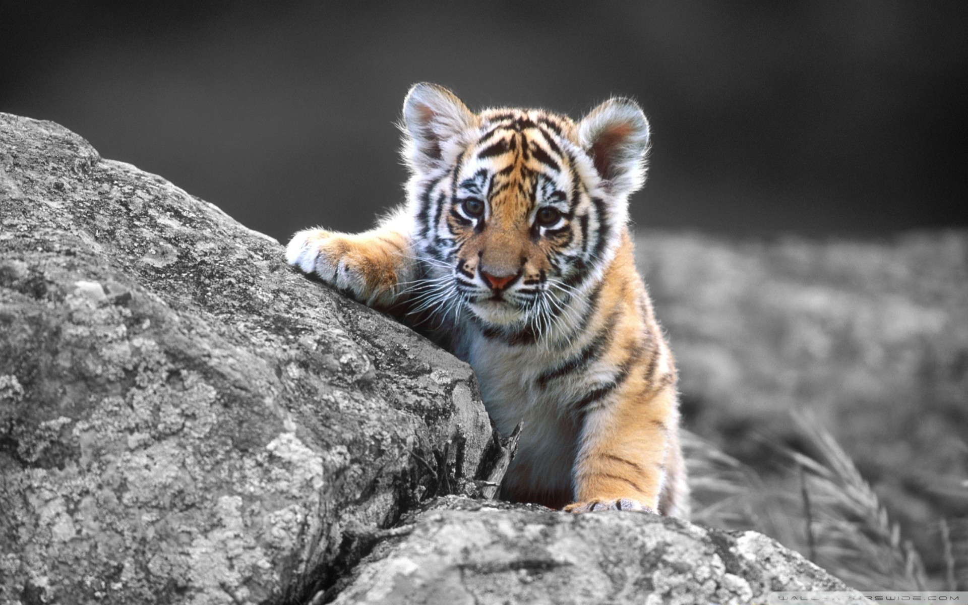 Cute Tiger Wallpapers