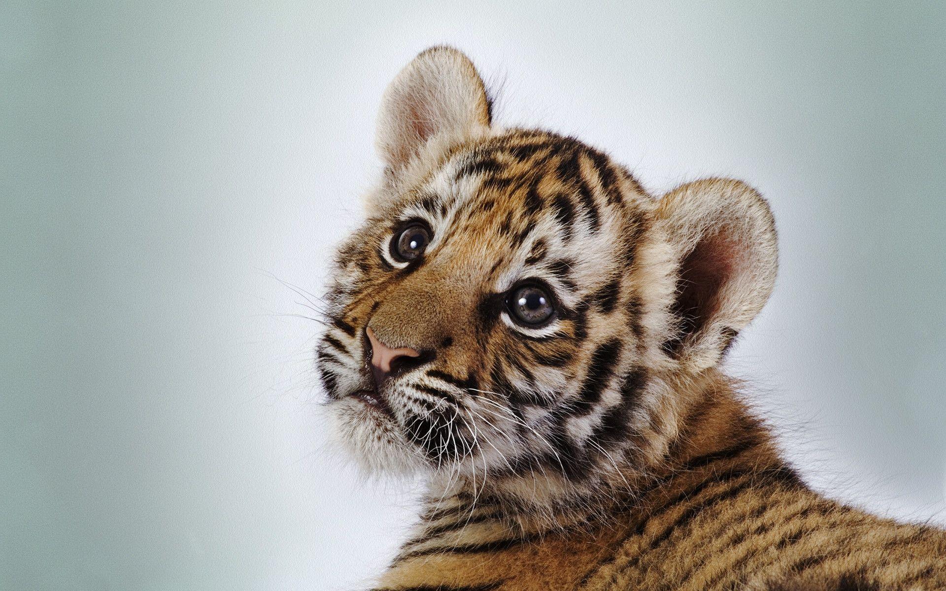 Cute Tiger Wallpapers