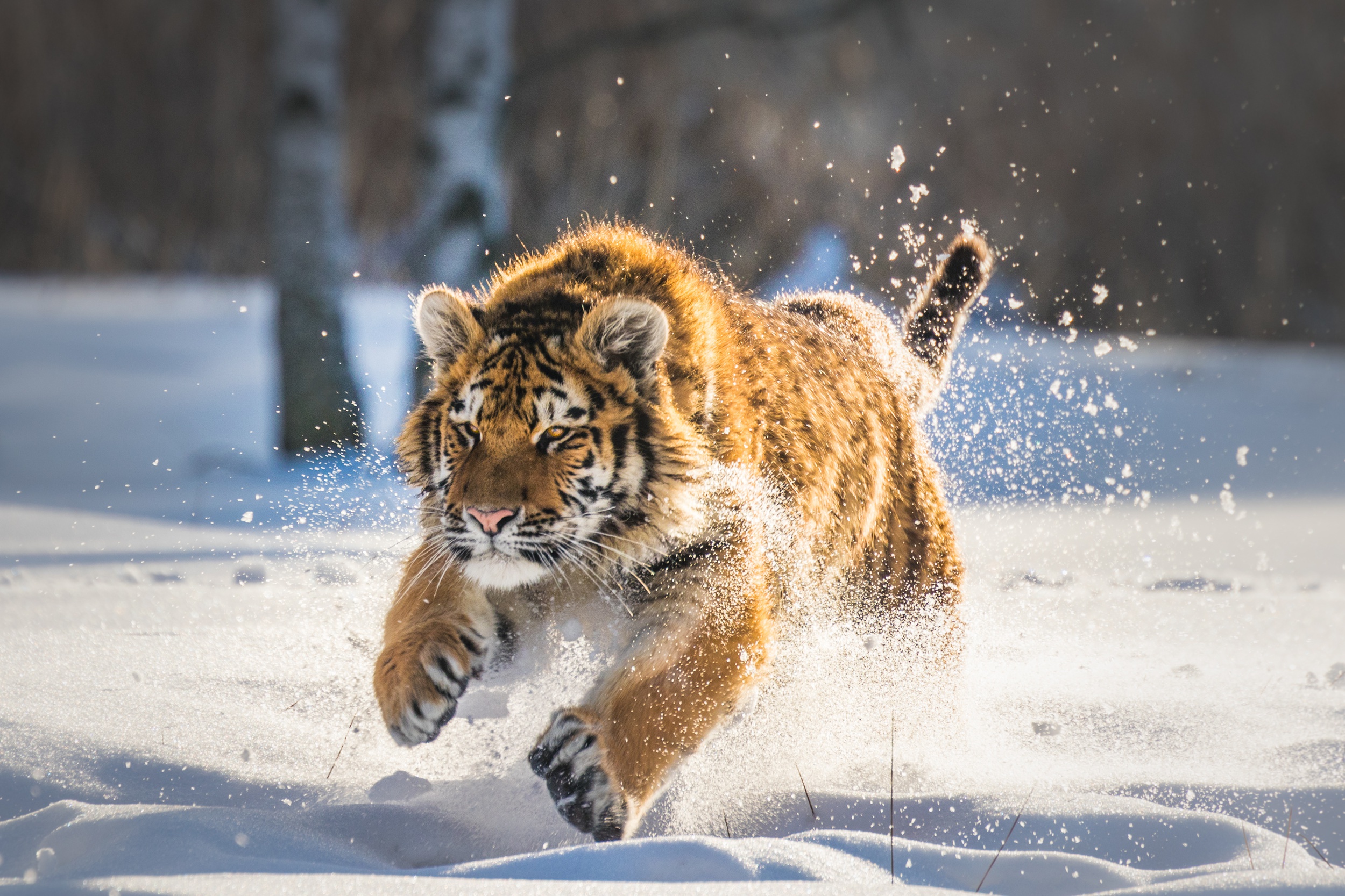 Cute Tiger Wallpapers