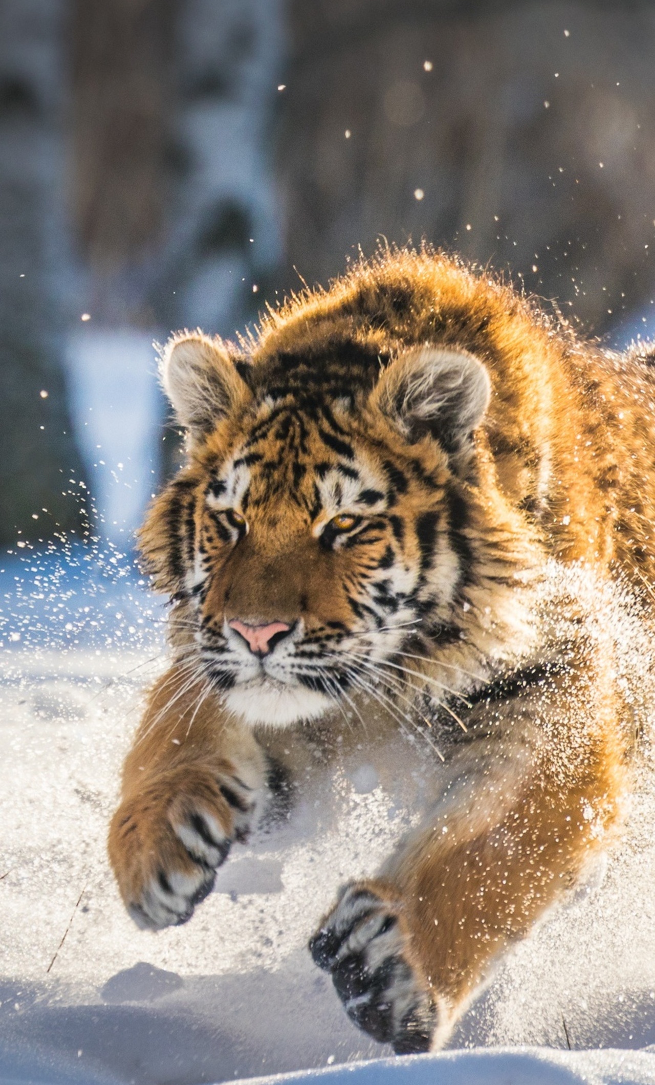 Cute Tiger Wallpapers