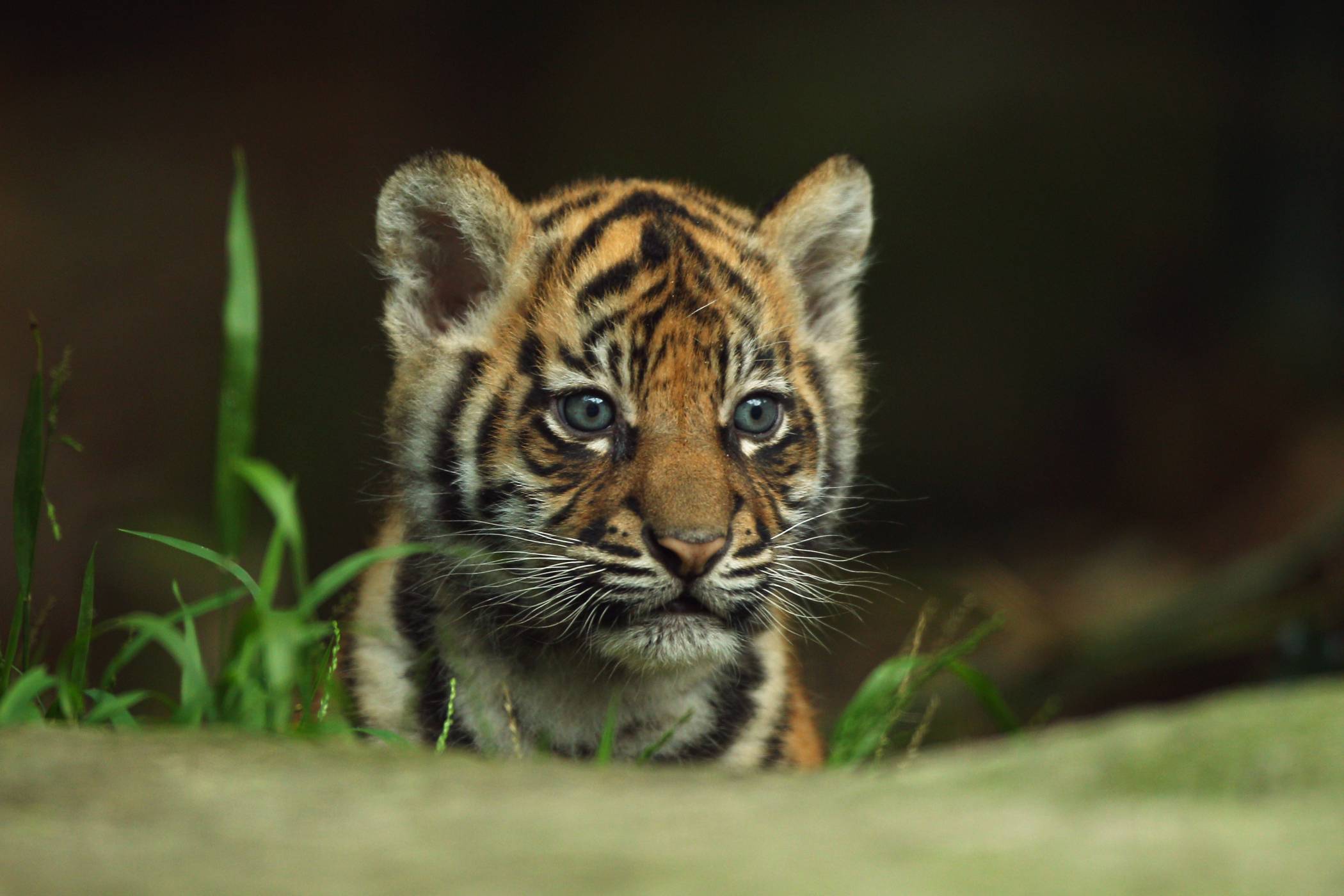 Cute Tiger Wallpapers