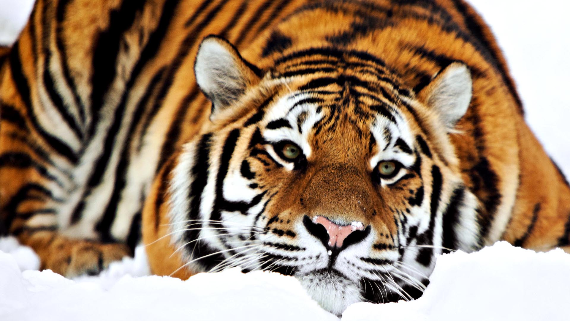 Cute Tiger Wallpapers