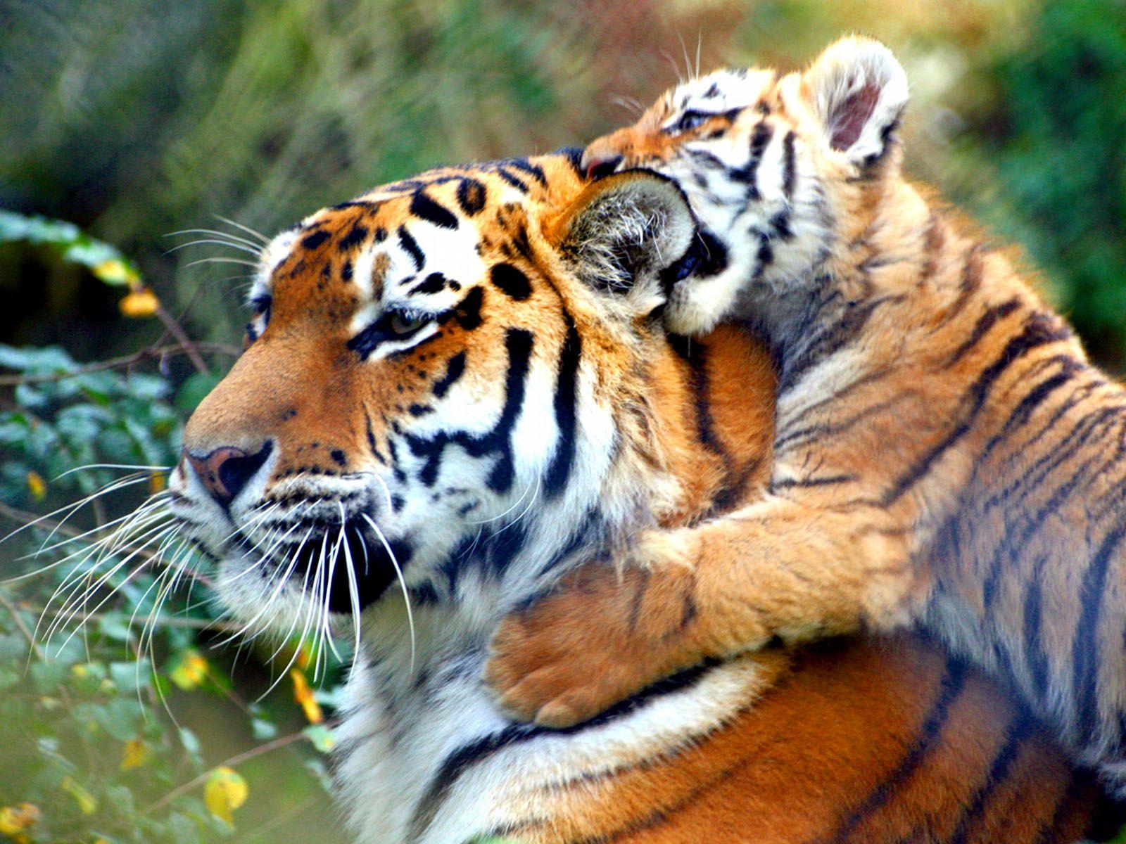 Cute Tiger Wallpapers