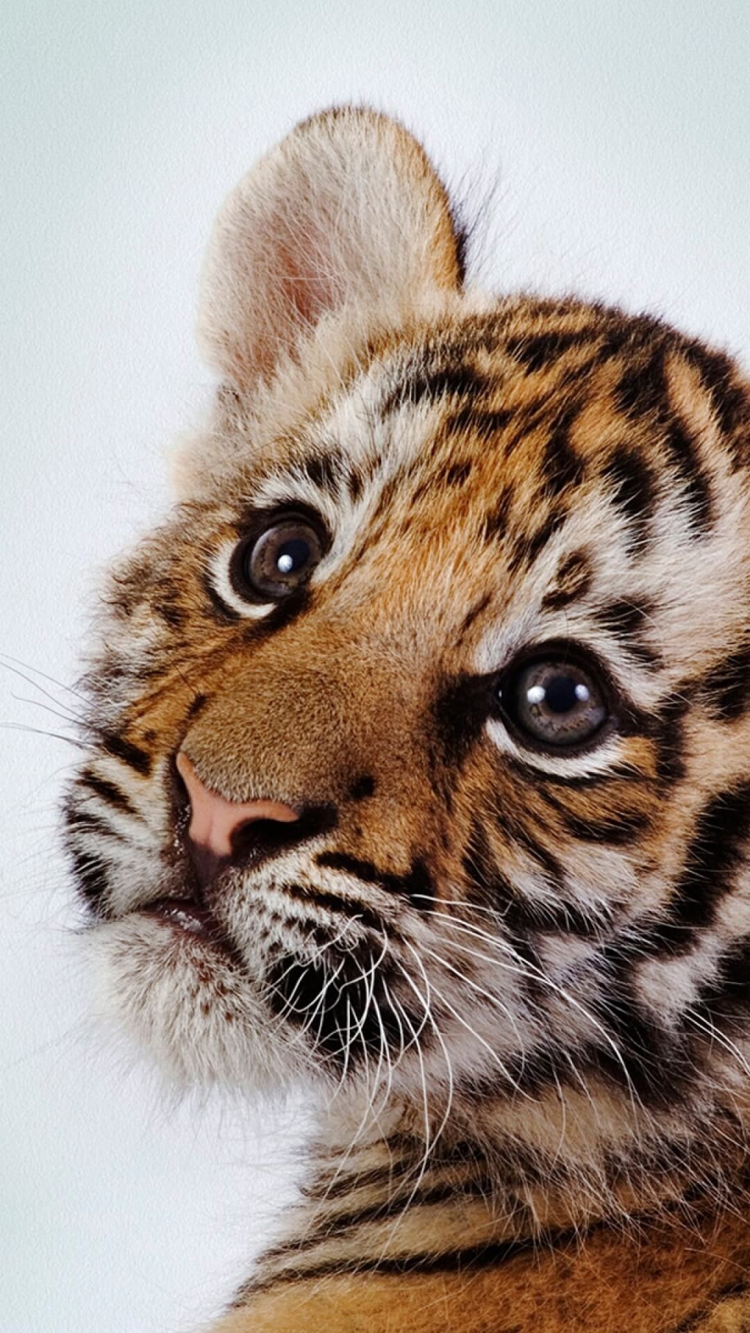 Cute Tiger Wallpapers