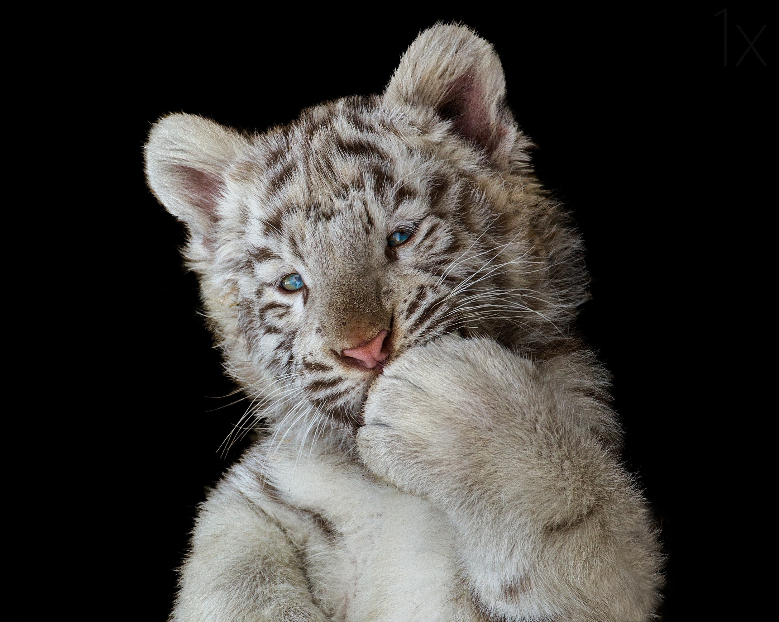 Cute Tiger Wallpapers