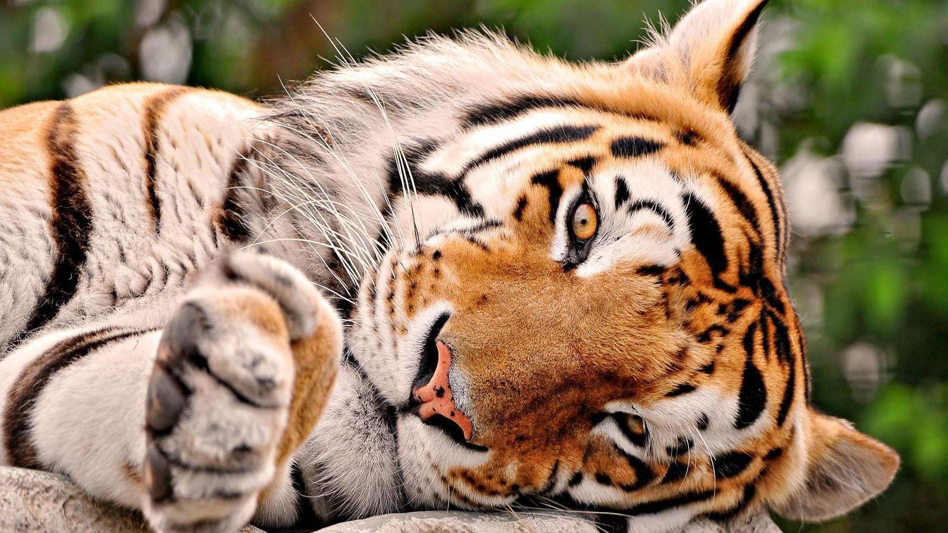 Cute TigersWallpapers