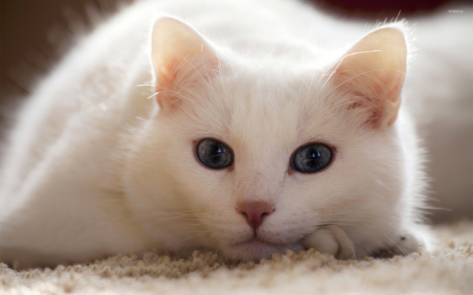 Cute White Cat Wallpapers For Desktop Wallpapers