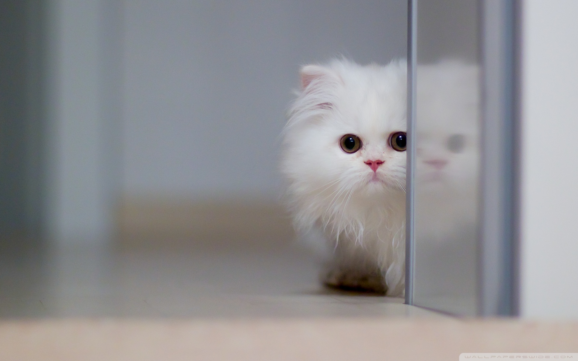 Cute White Cat Wallpapers For Desktop Wallpapers