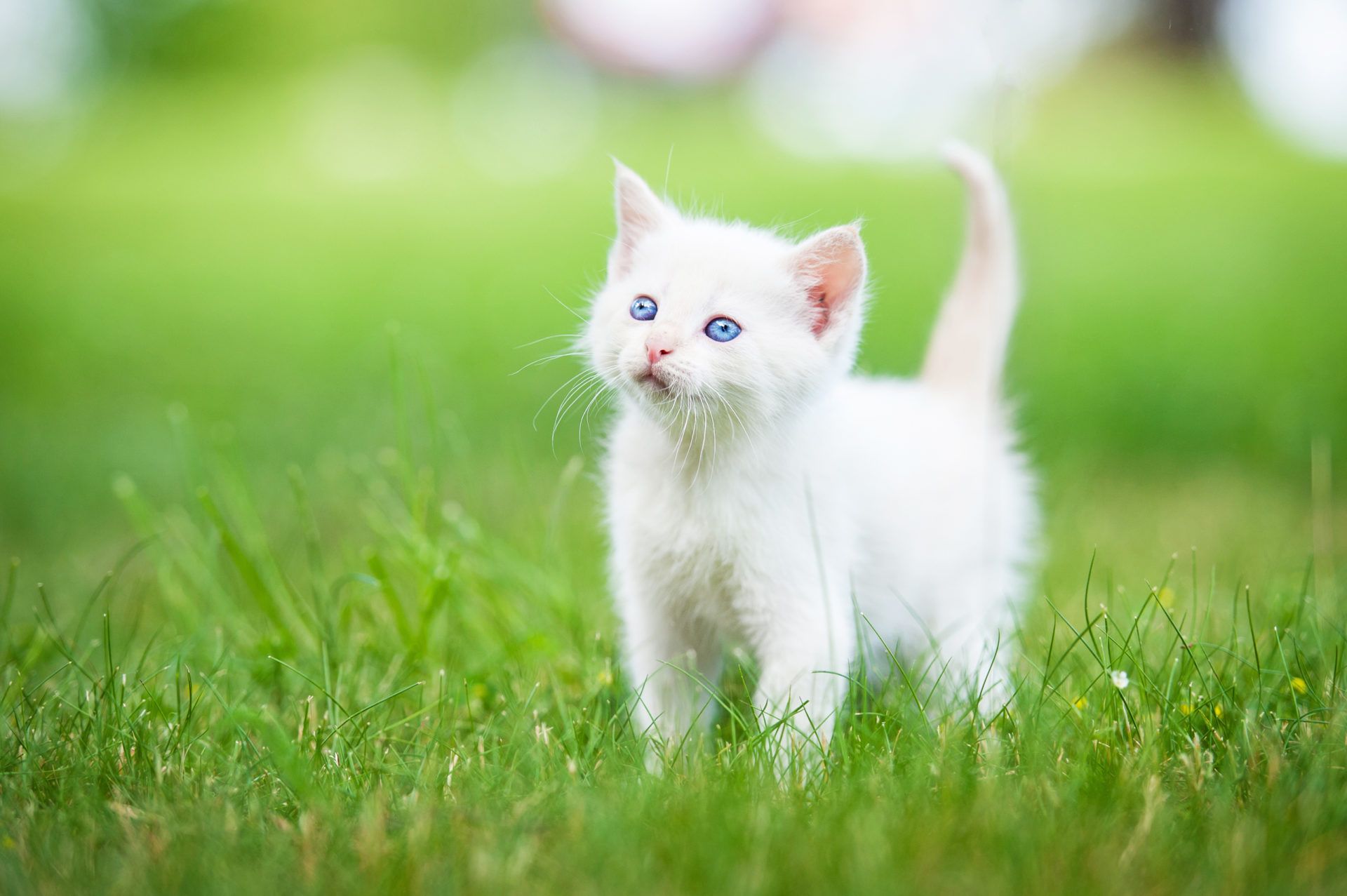 Cute White Cat Wallpapers For Desktop Wallpapers