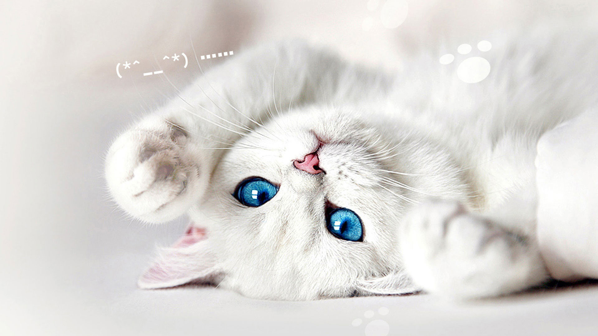 Cute White Cat Wallpapers For Desktop Wallpapers