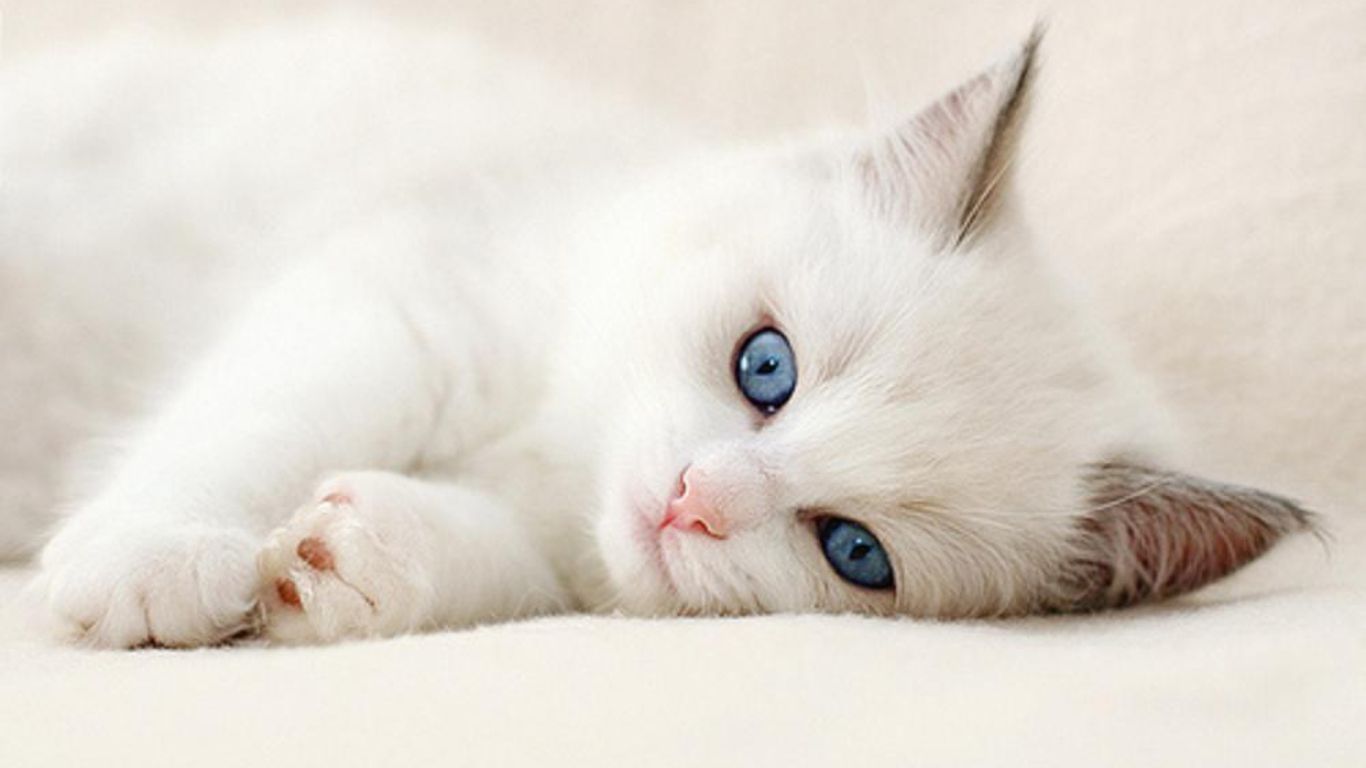 Cute White Cat Wallpapers For Desktop Wallpapers