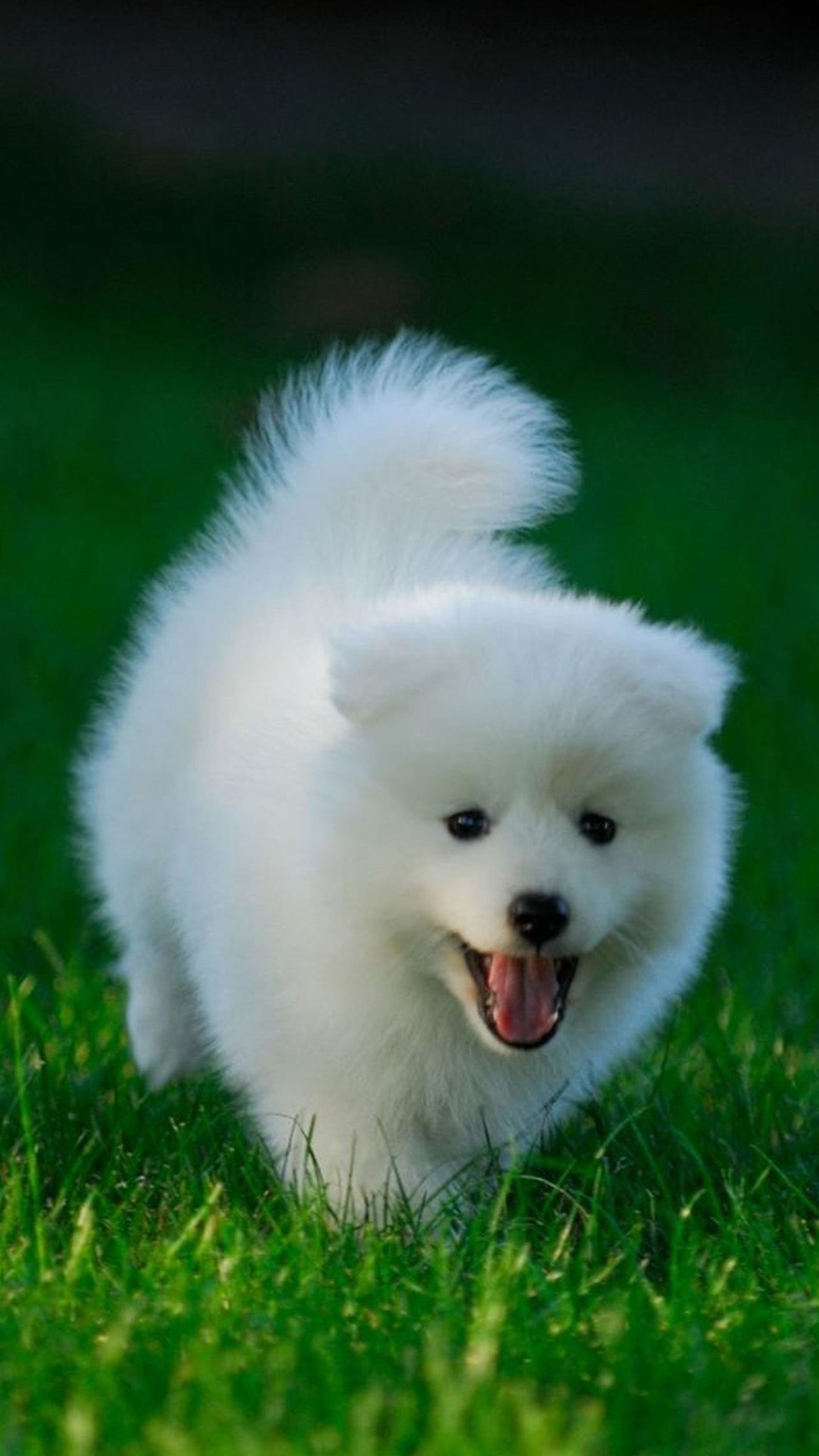 Cute White Dog Wallpapers