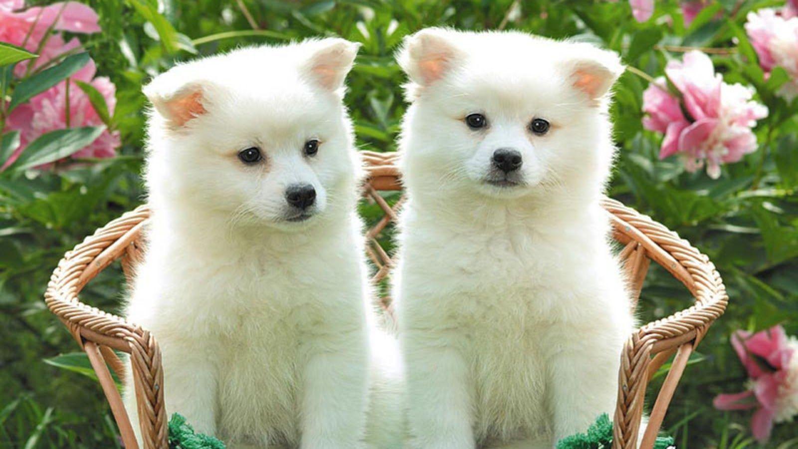 Cute White Dog Wallpapers