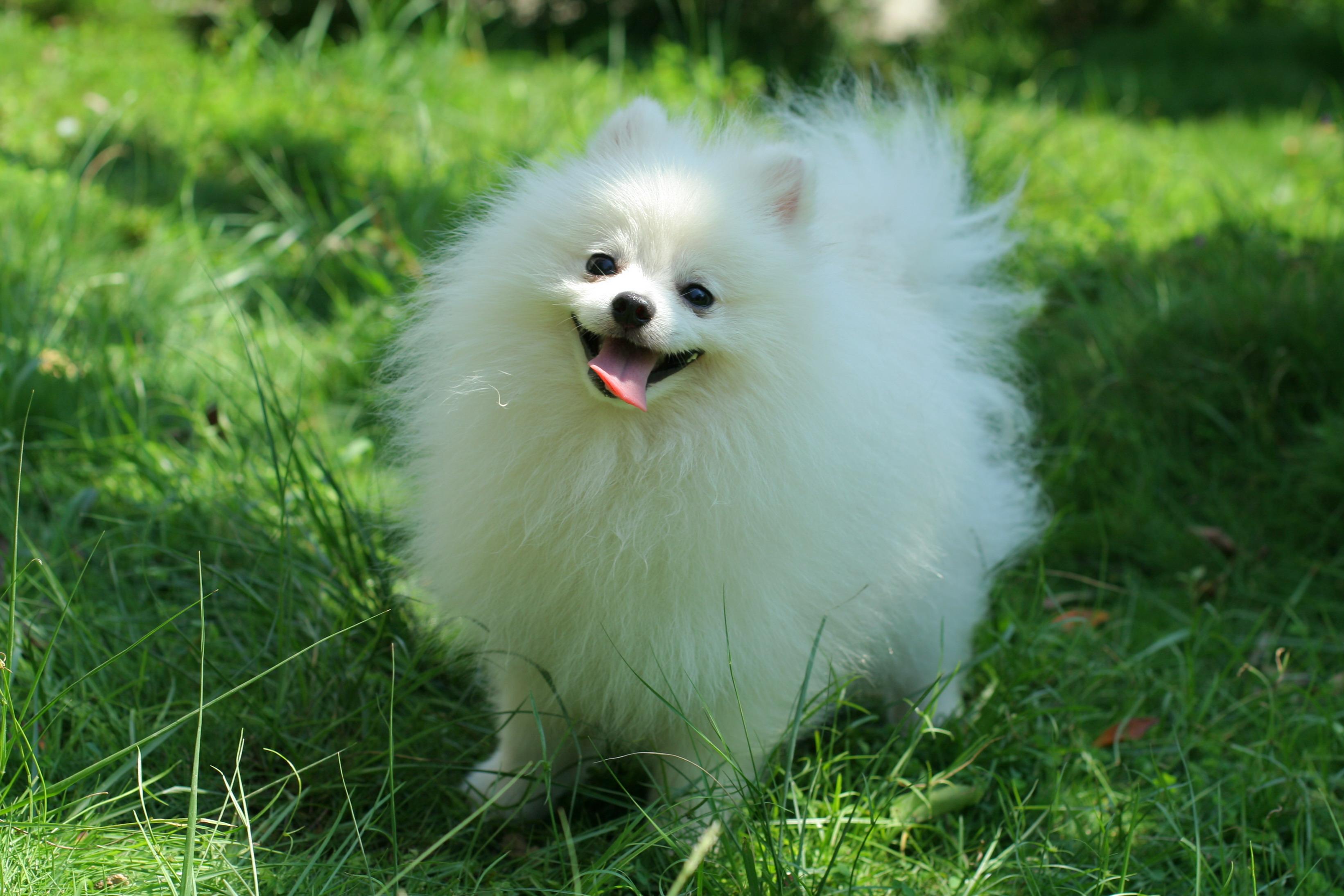 Cute White Dog Wallpapers