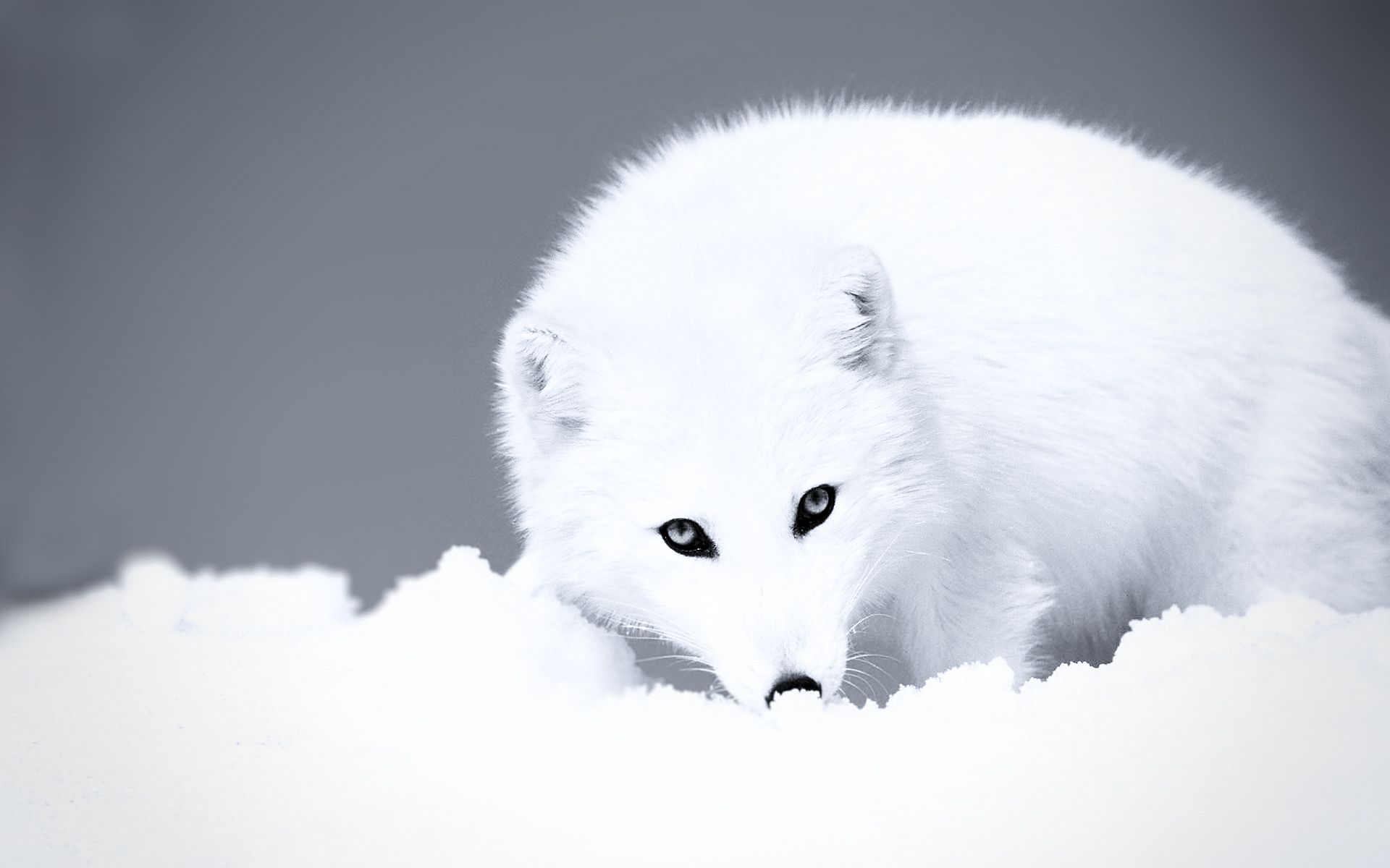 Cute White Fox Wallpapers