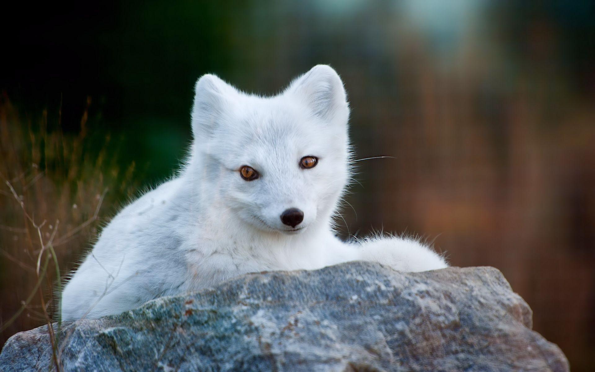 Cute White Fox Wallpapers