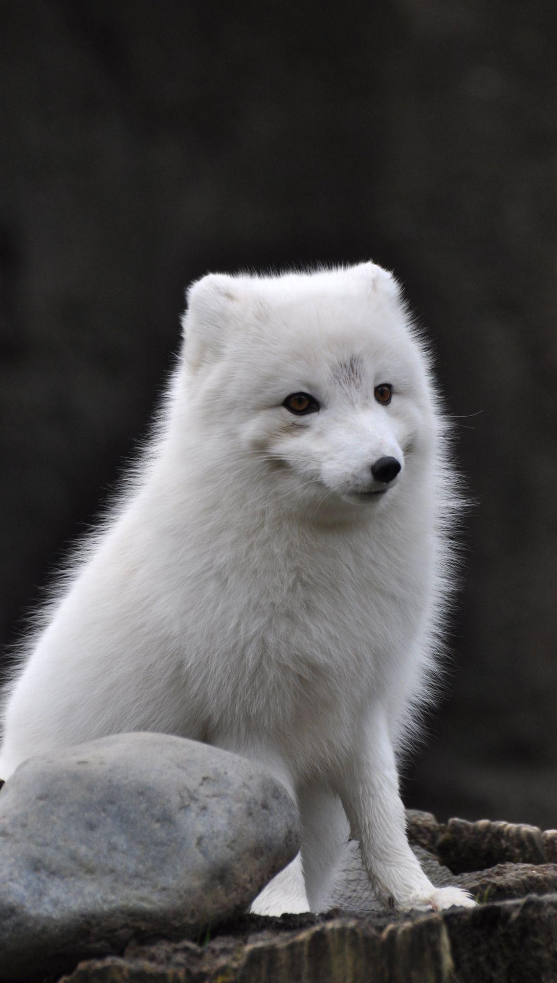 Cute White Fox Wallpapers