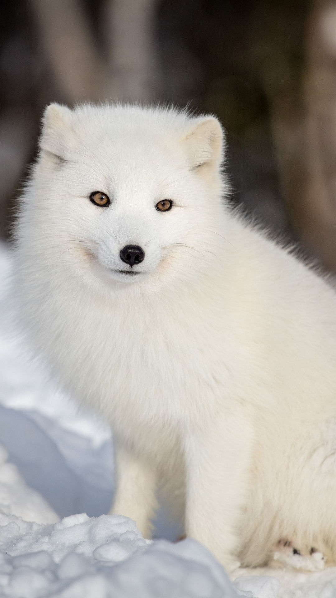 Cute White Fox Wallpapers