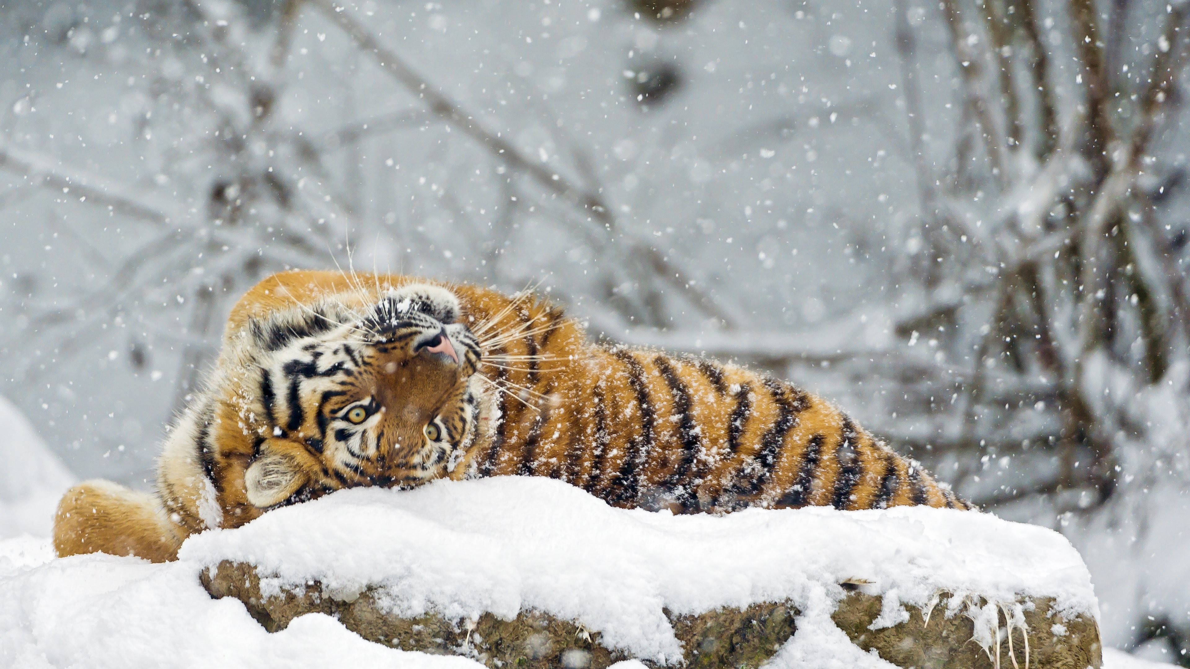 Cute Winter Animal Wallpapers