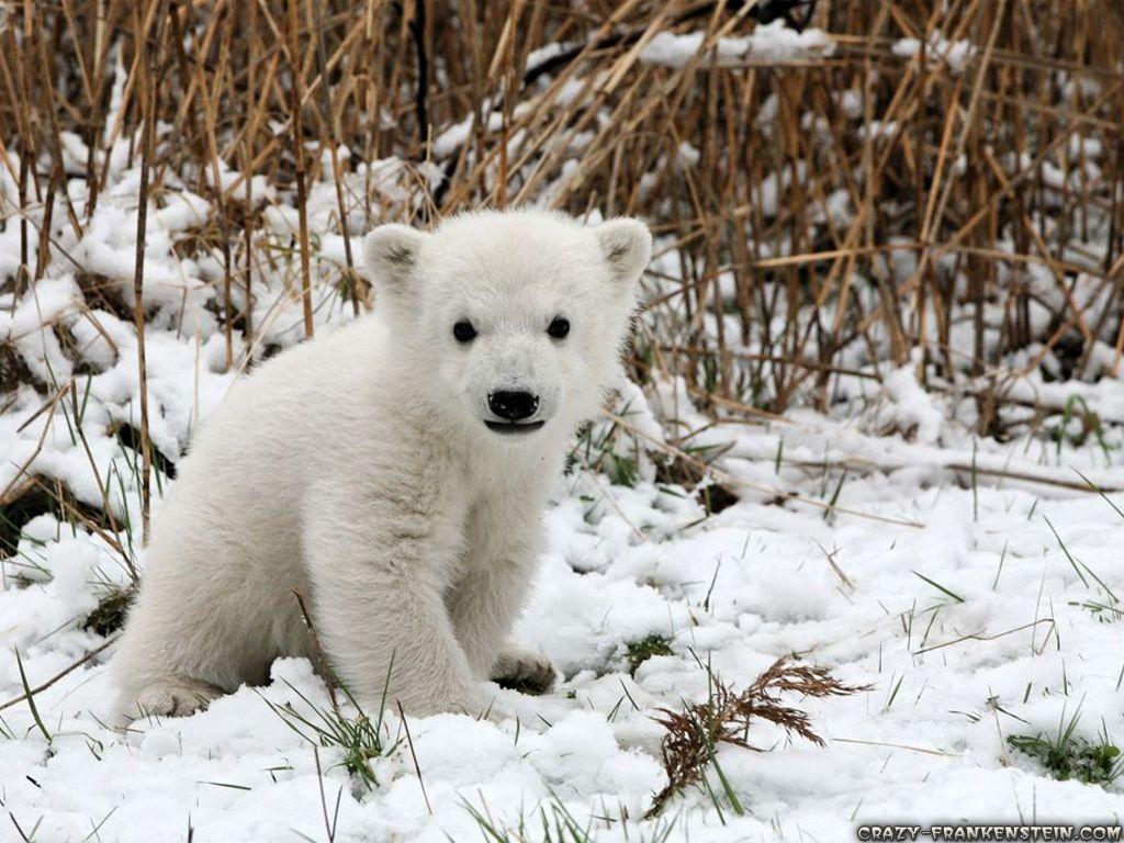 Cute Winter Animal Wallpapers