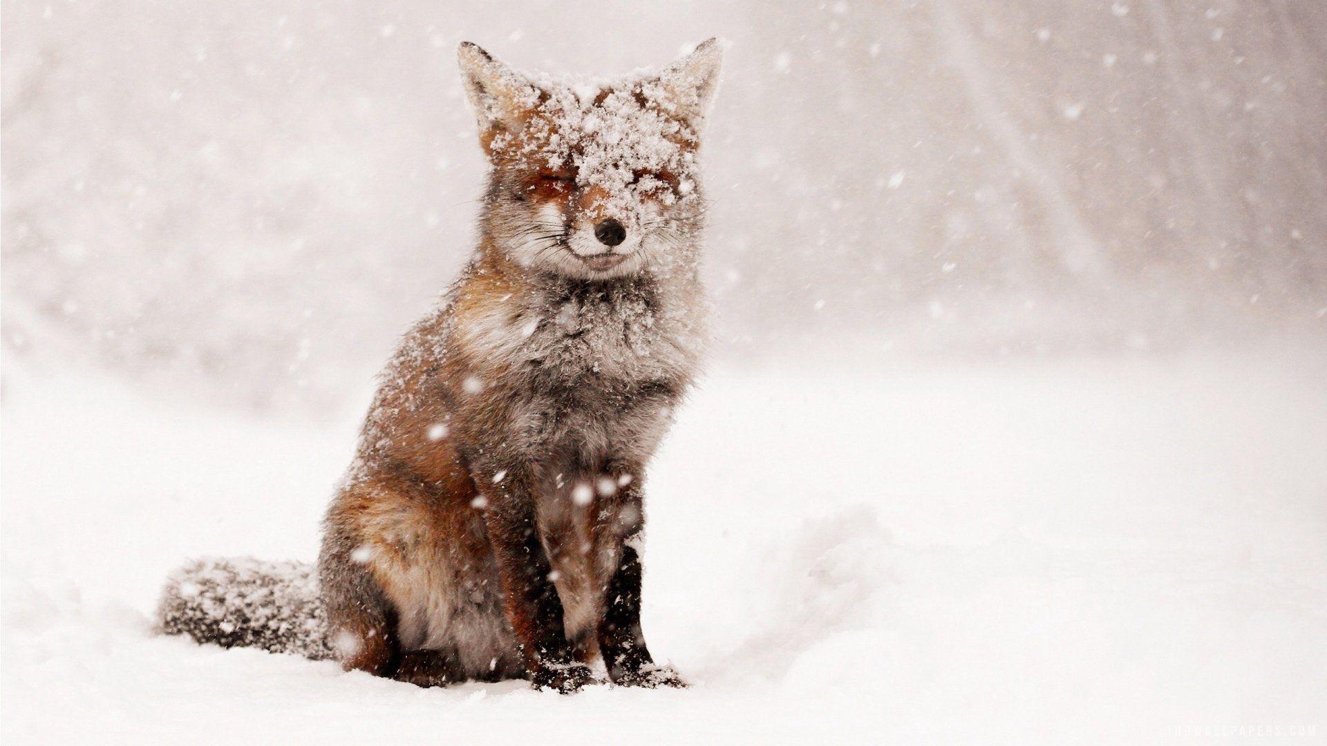 Cute Winter Fox Wallpapers