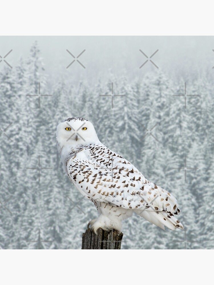 Cute Winter Owl Wallpapers