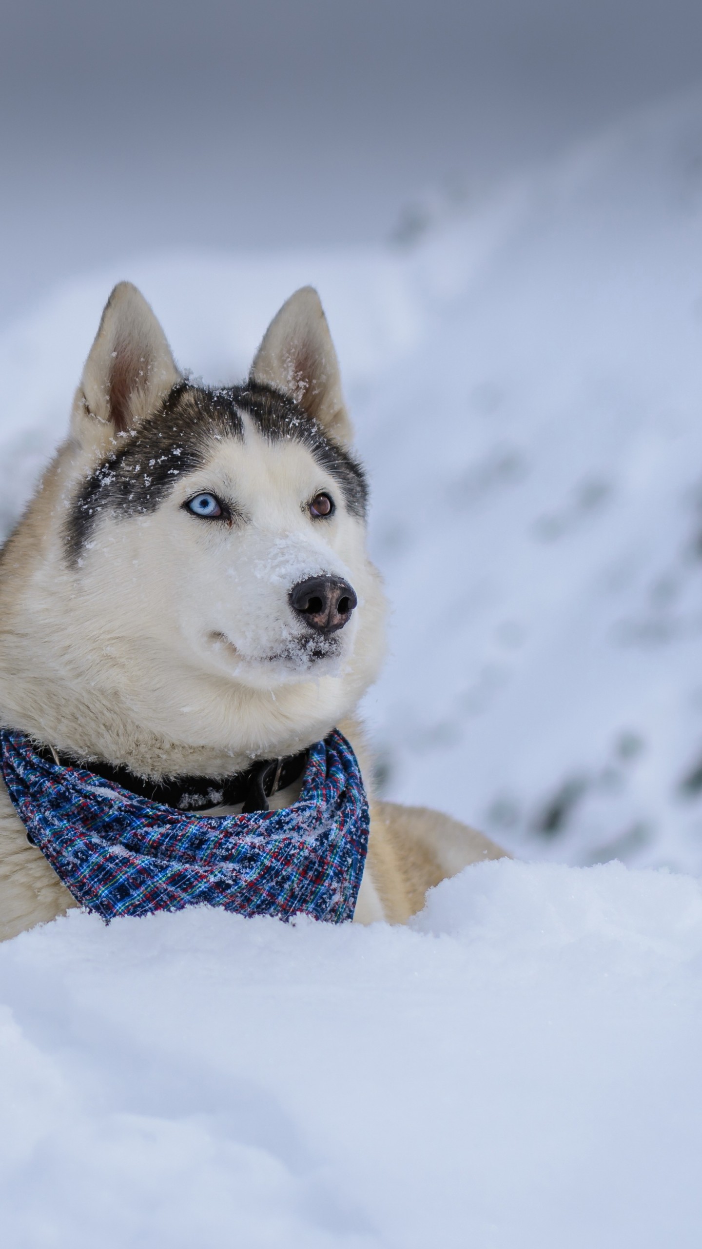 Cute Winter PuppyWallpapers