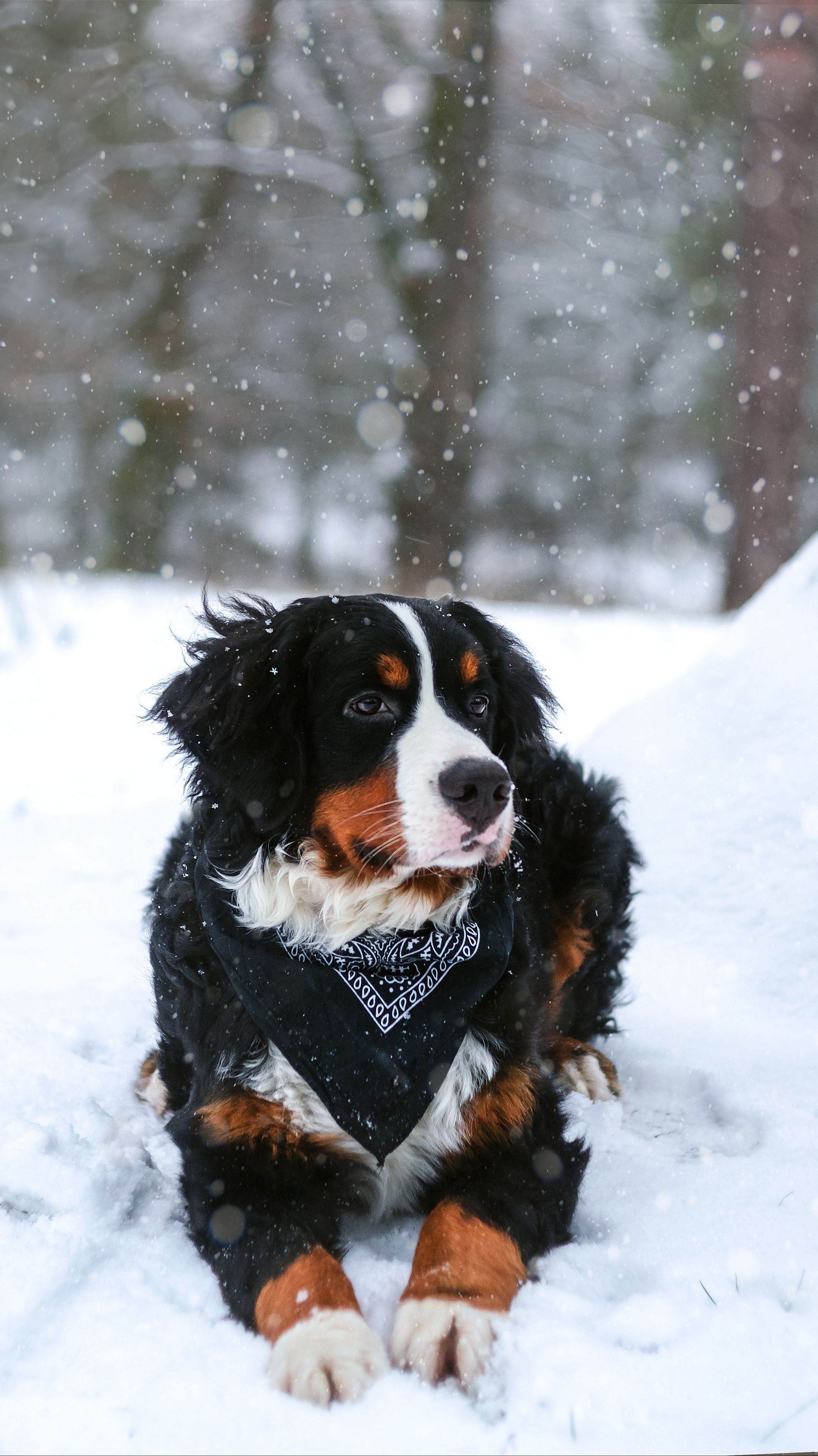 Cute Winter PuppyWallpapers