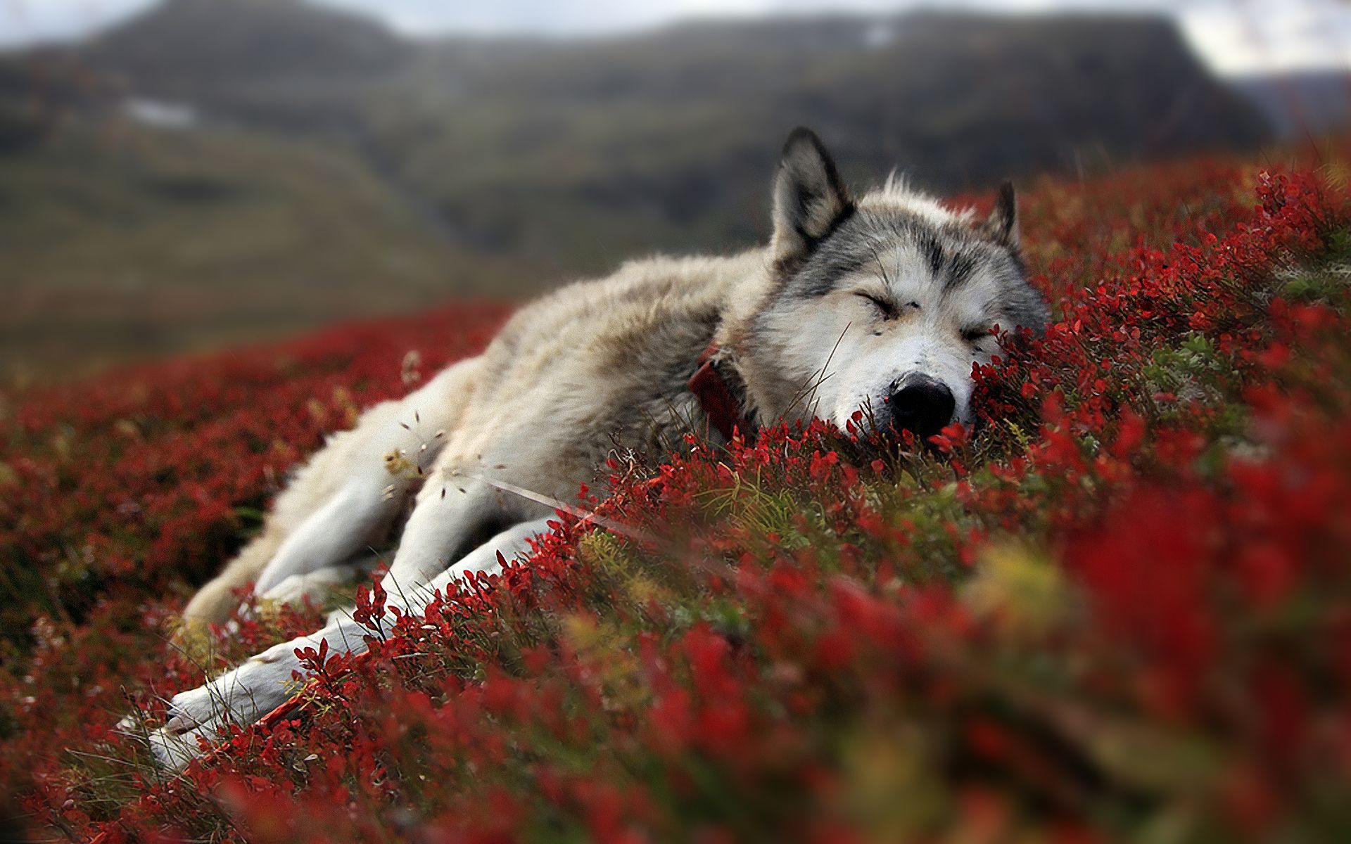 Cute Wolf Puppy Wallpapers