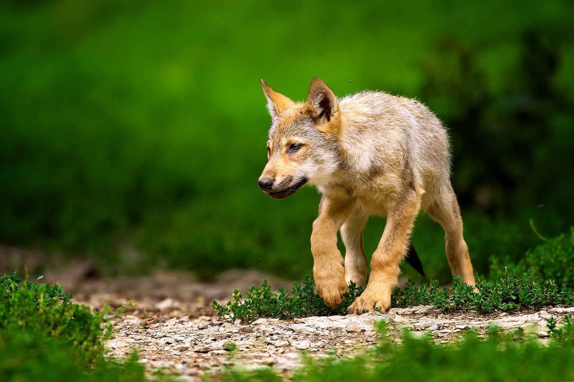 Cute Wolf Puppy Wallpapers
