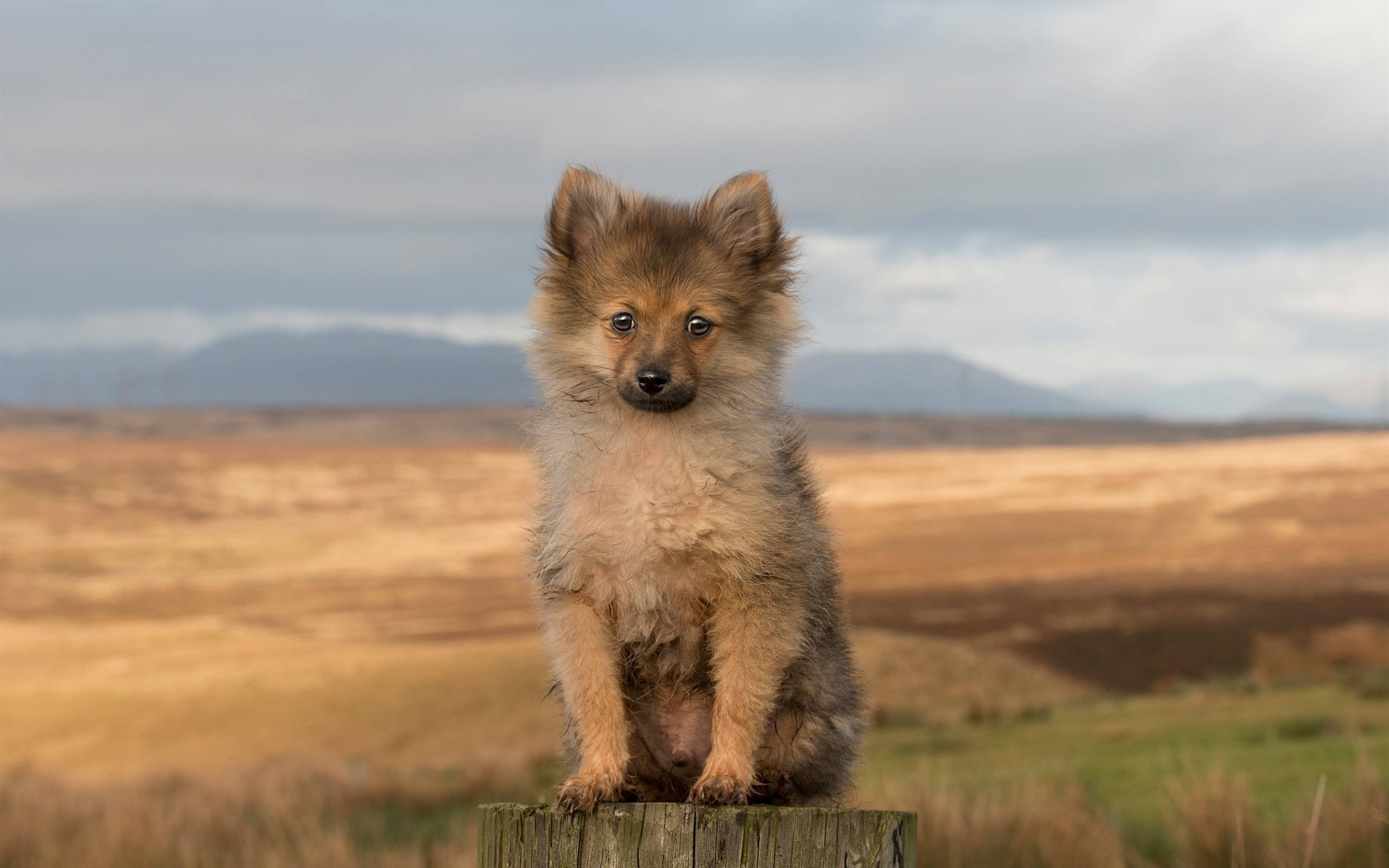 Cute Wolf Puppy Wallpapers