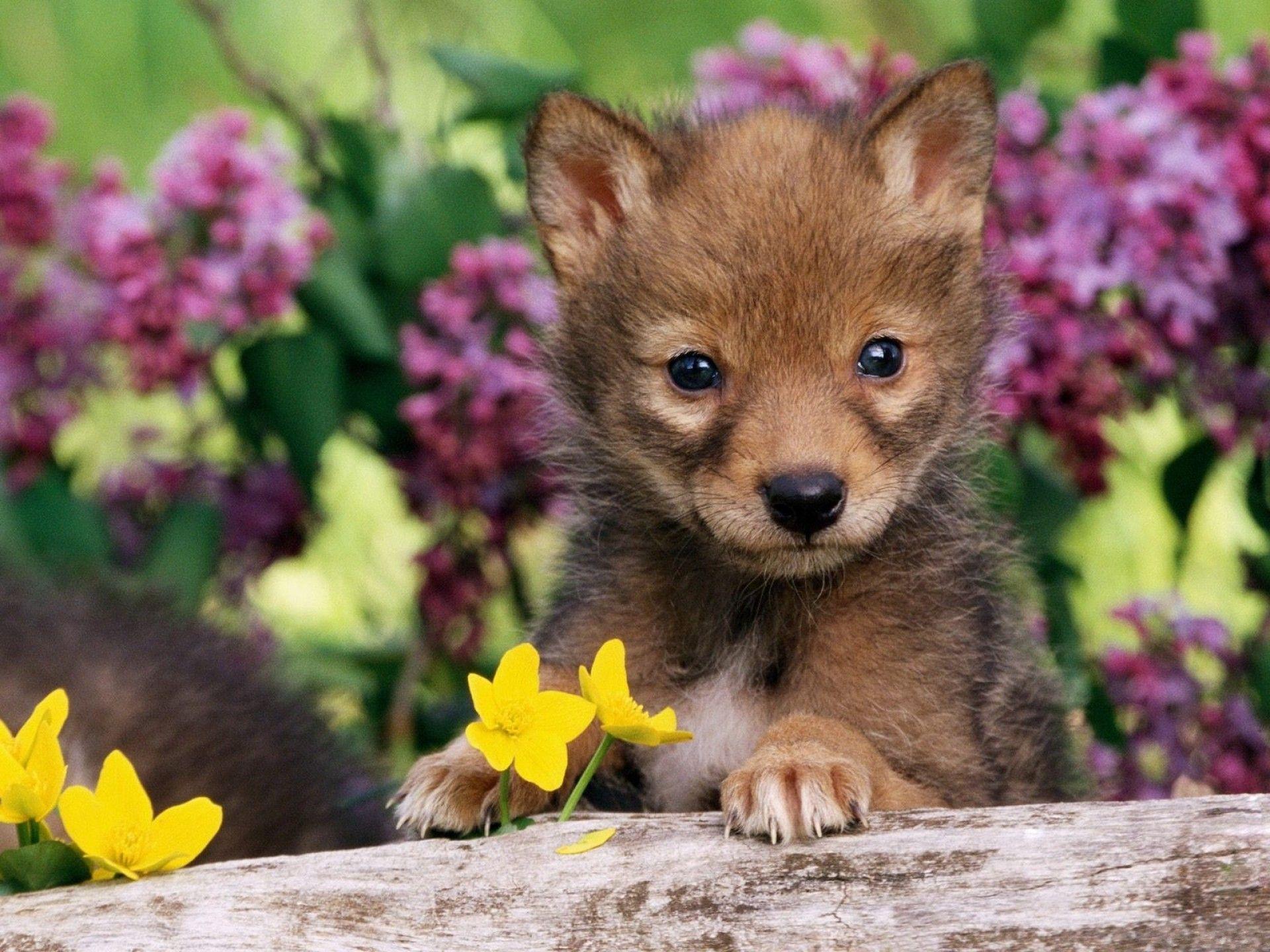 Cute WolfWallpapers