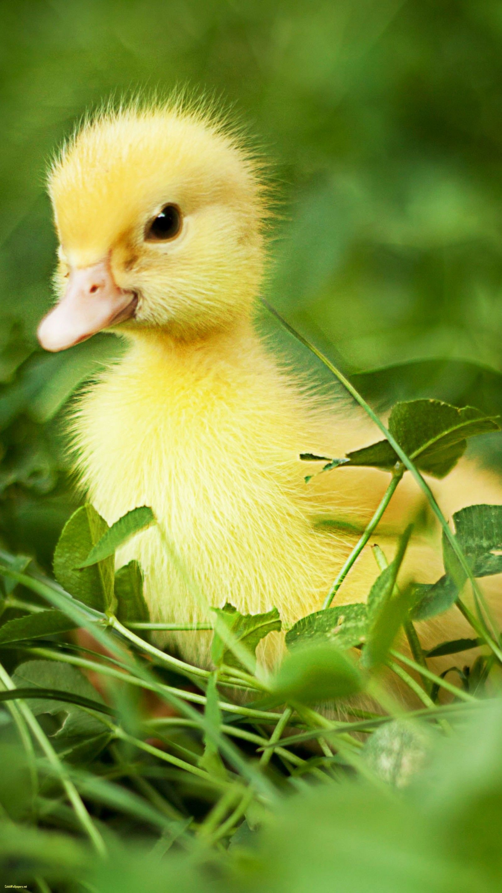 Cute Yellow Ducks Wallpapers