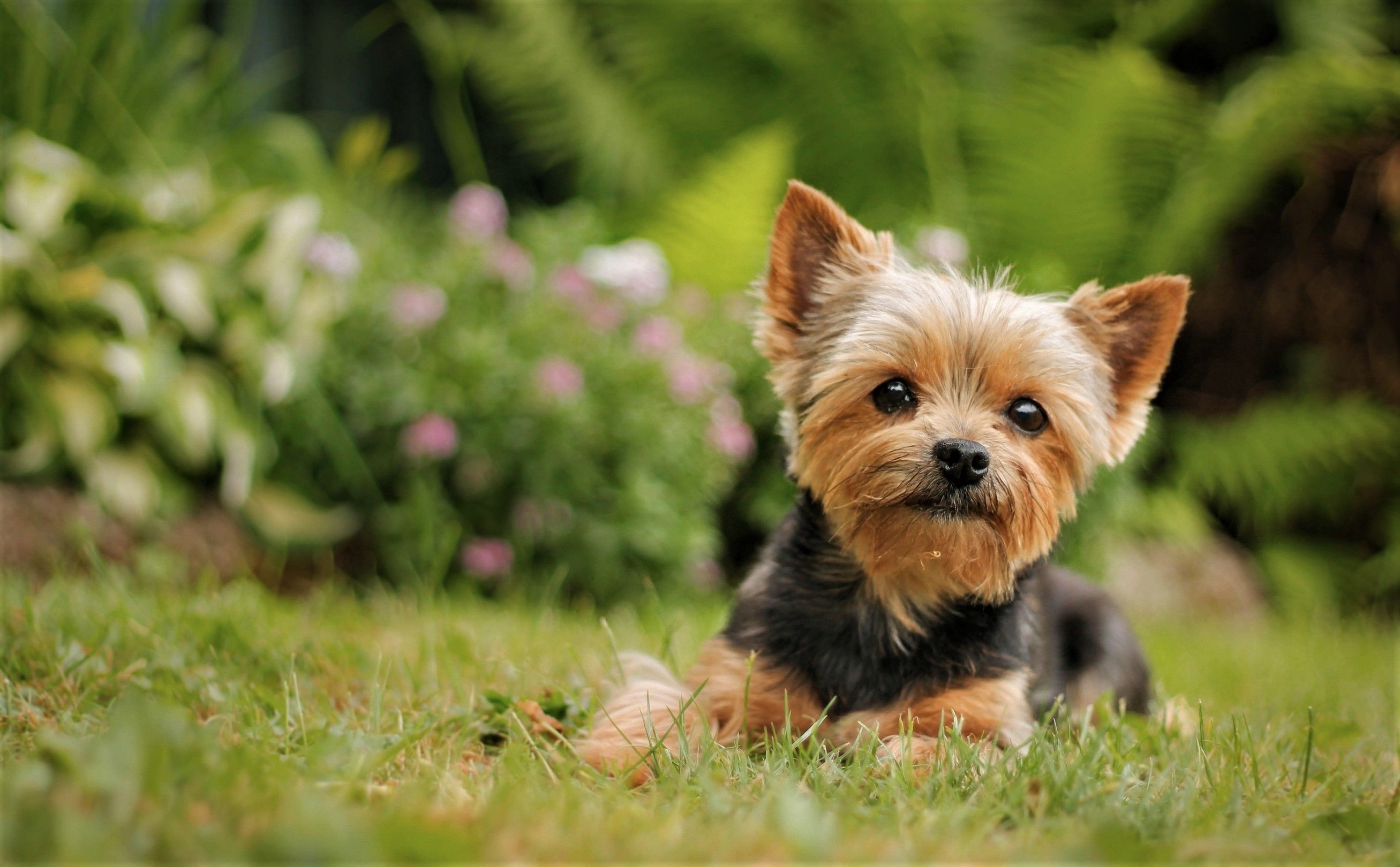 Cute Yorkie Wallpapers