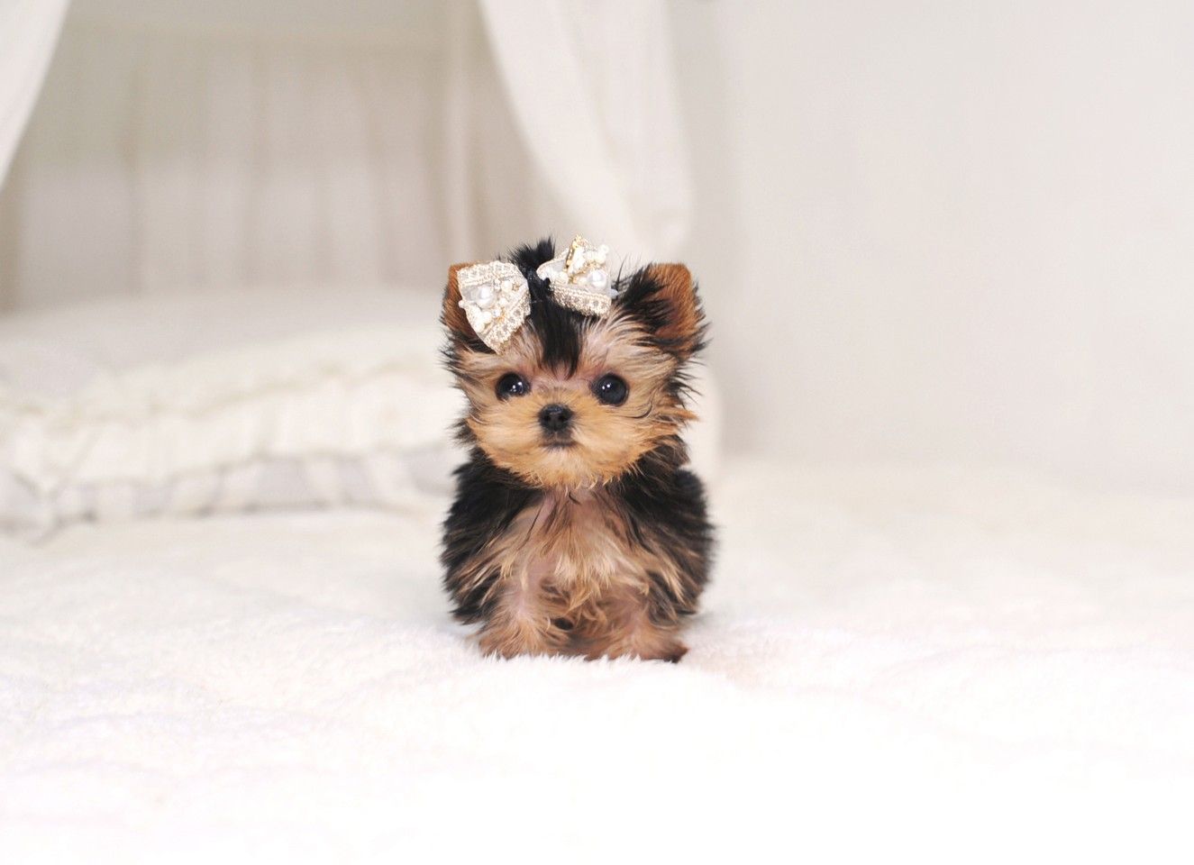 Cute Yorkie Wallpapers