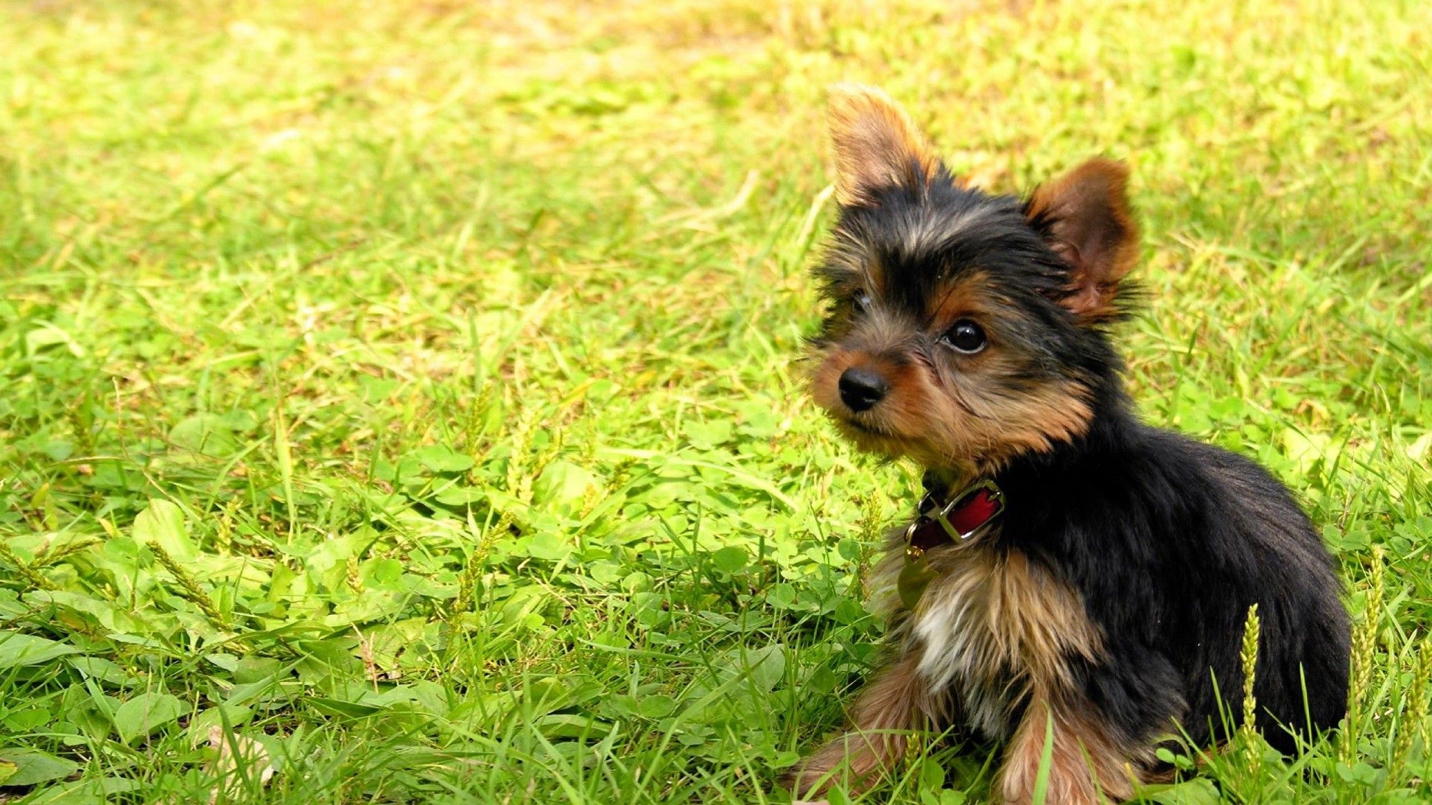 Cute Yorkie Wallpapers