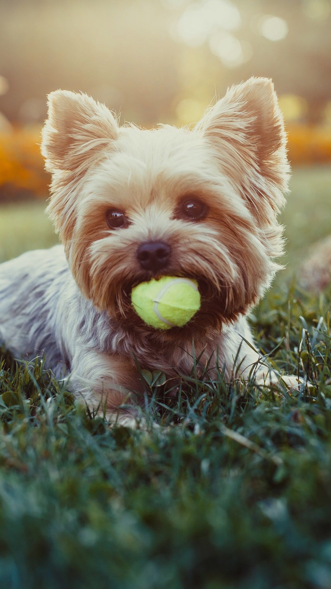 Cute Yorkie Wallpapers