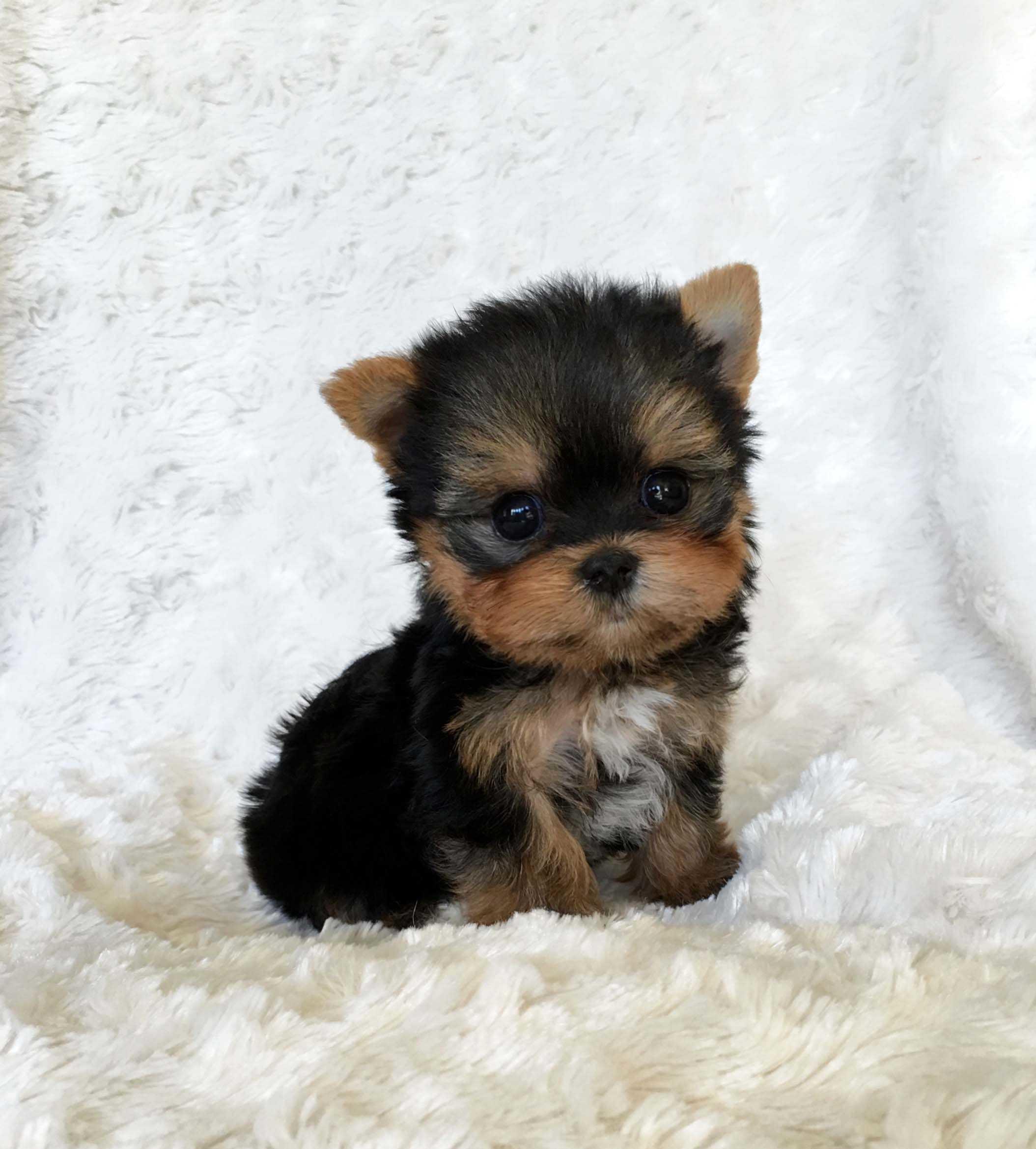 Cute Yorkie Wallpapers