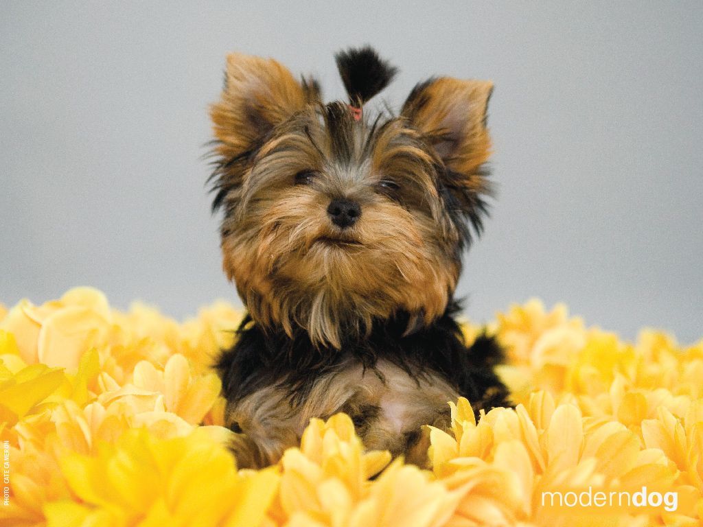 Cute Yorkie Wallpapers