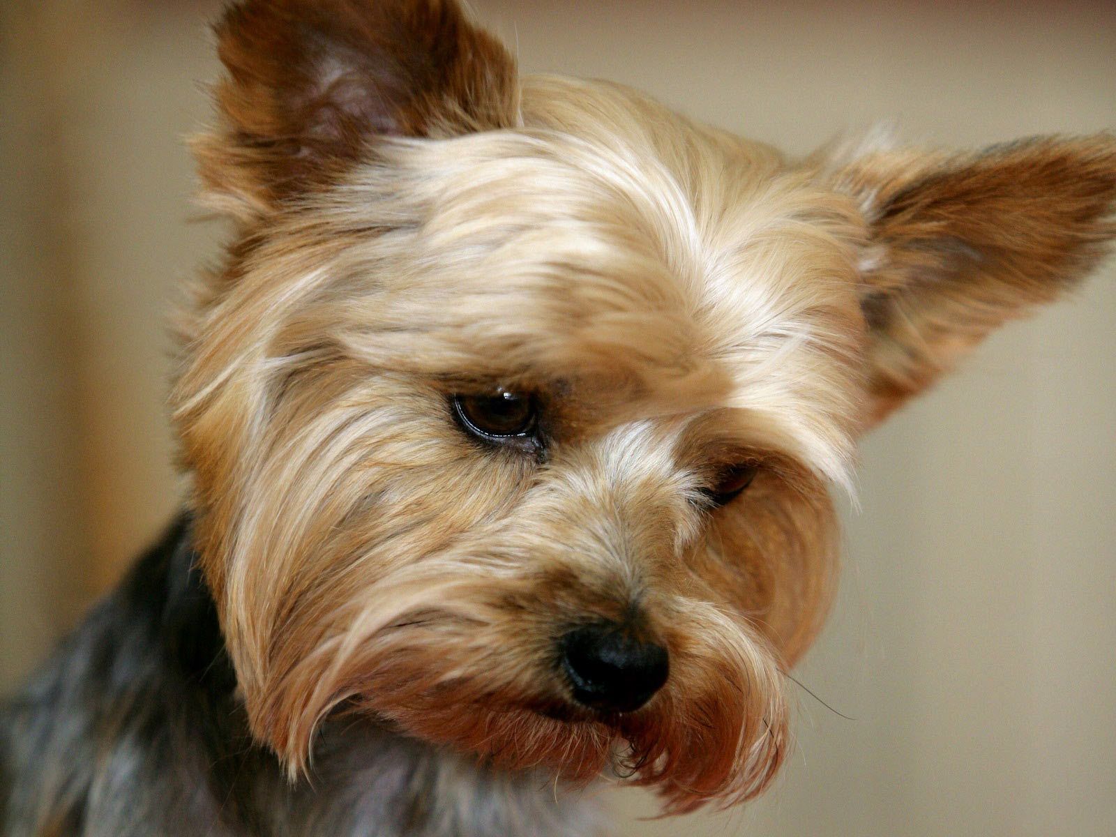 Cute Yorkie Wallpapers