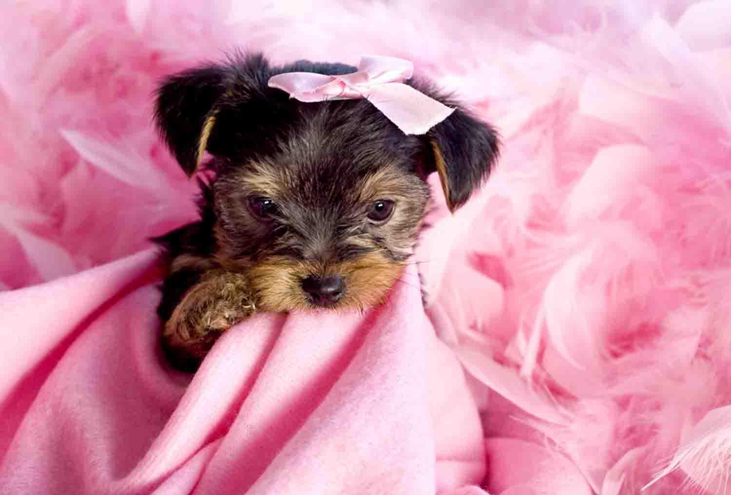 Cute Yorkie Wallpapers