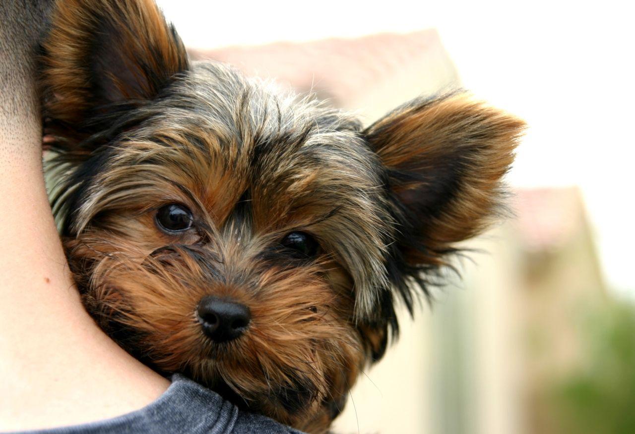 Cute Yorkie Wallpapers