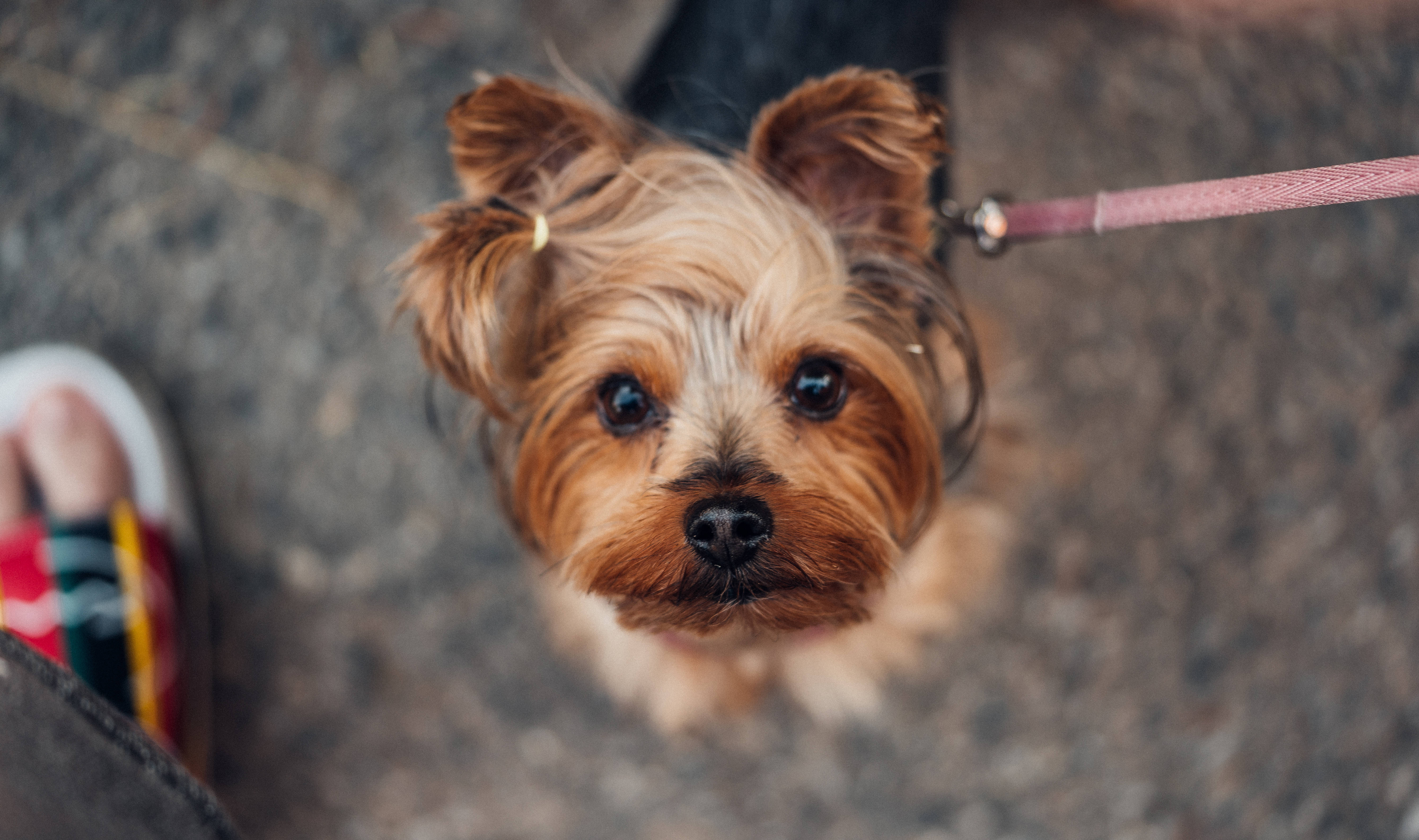 Cute Yorkie Wallpapers