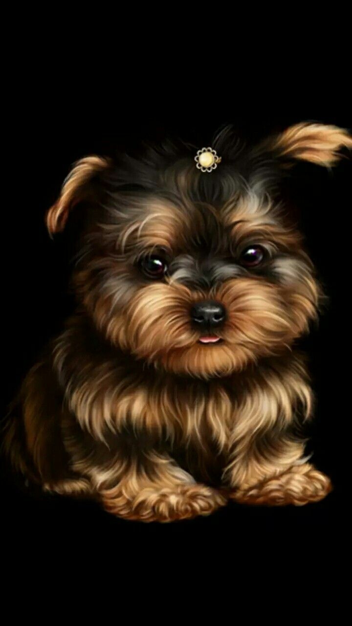 Cute Yorkie Wallpapers