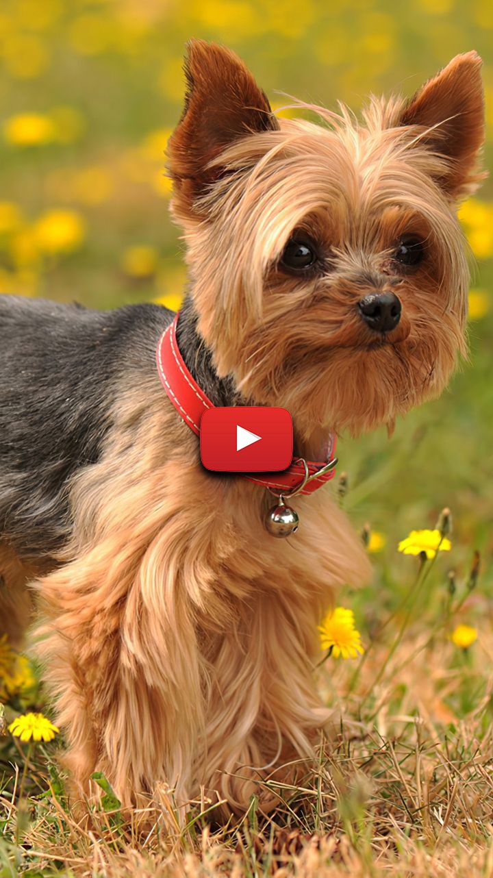 Cute Yorkie Wallpapers