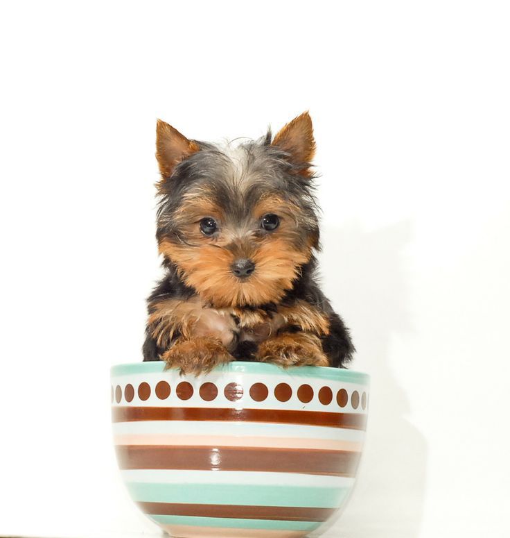 Cute Yorkie Wallpapers